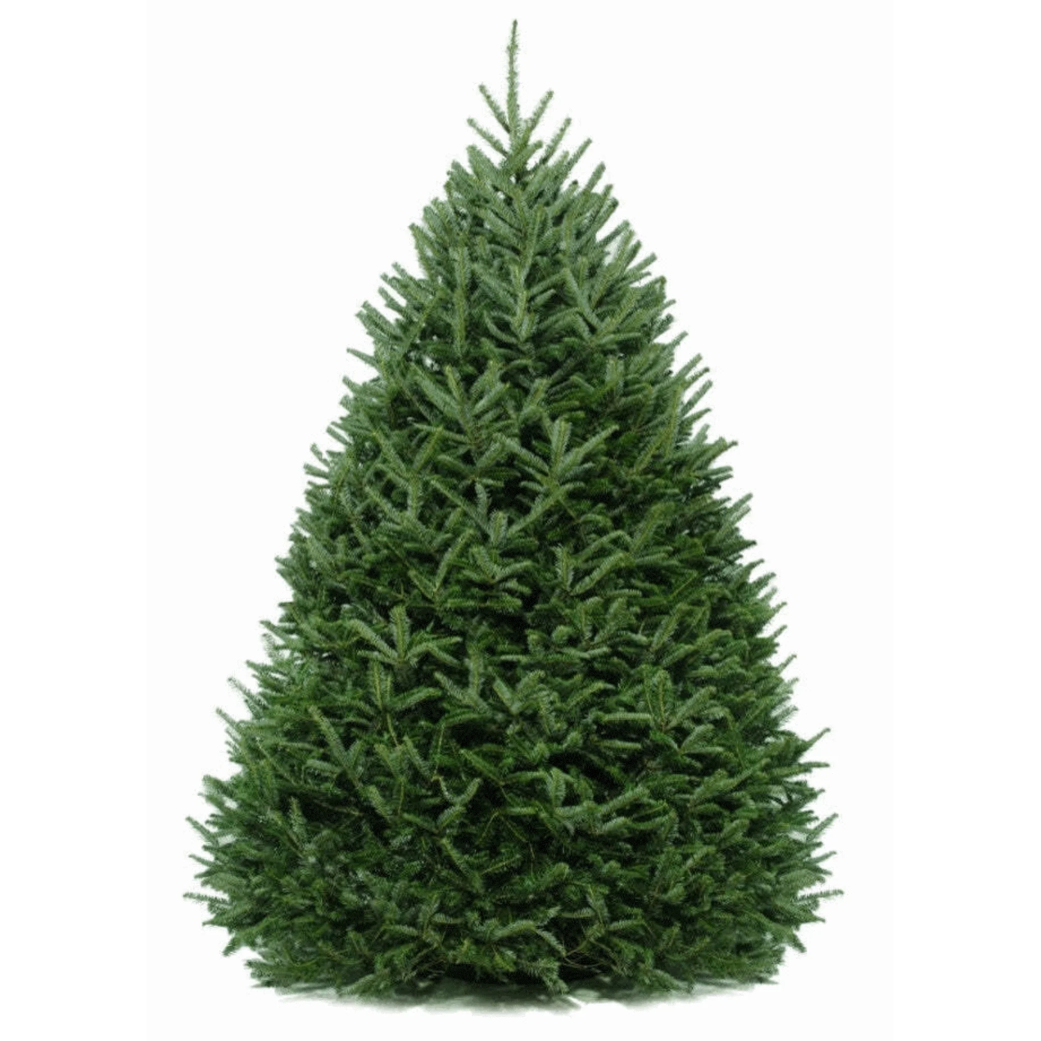 6 ft. Fraser Fir Tree (live cut)