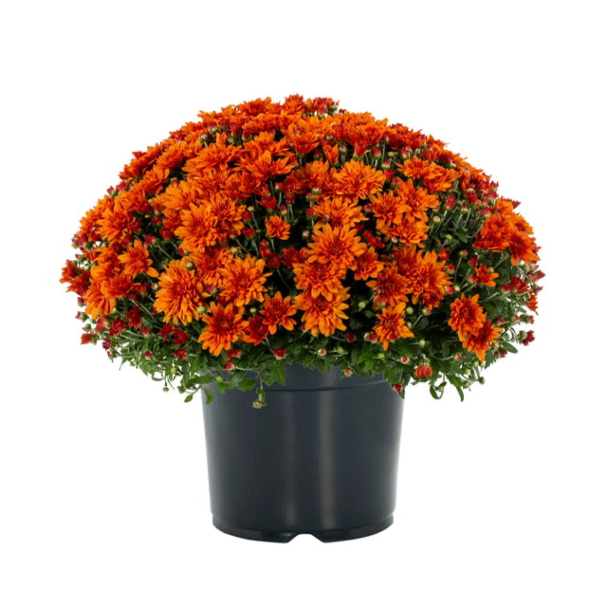 8 Inch Chrysanthemums - Image 2