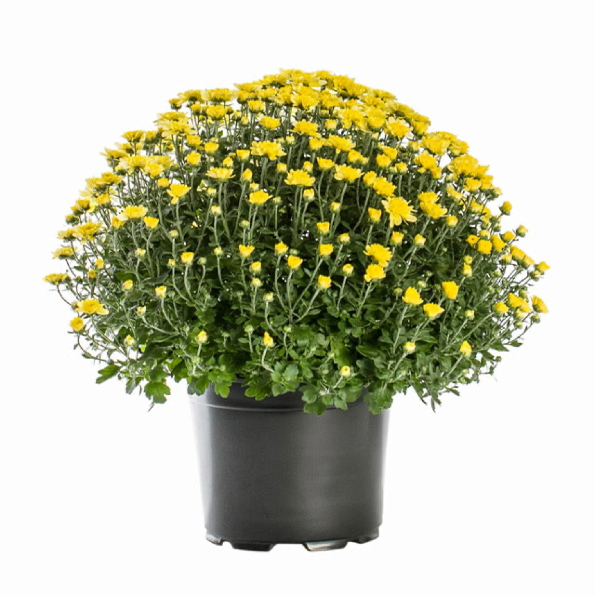 8 Inch Chrysanthemums - Image 3