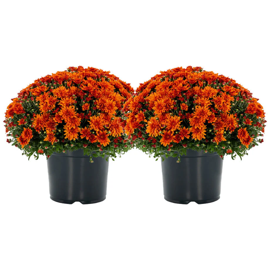 8 Inch Chrysanthemums - Image 5