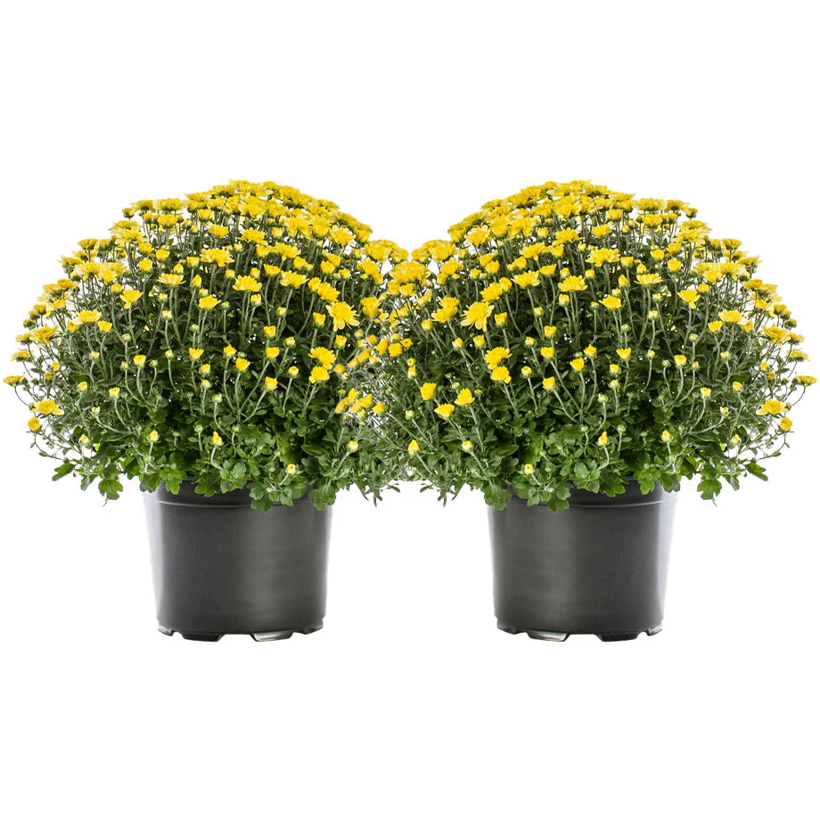 8 Inch Chrysanthemums - Image 6