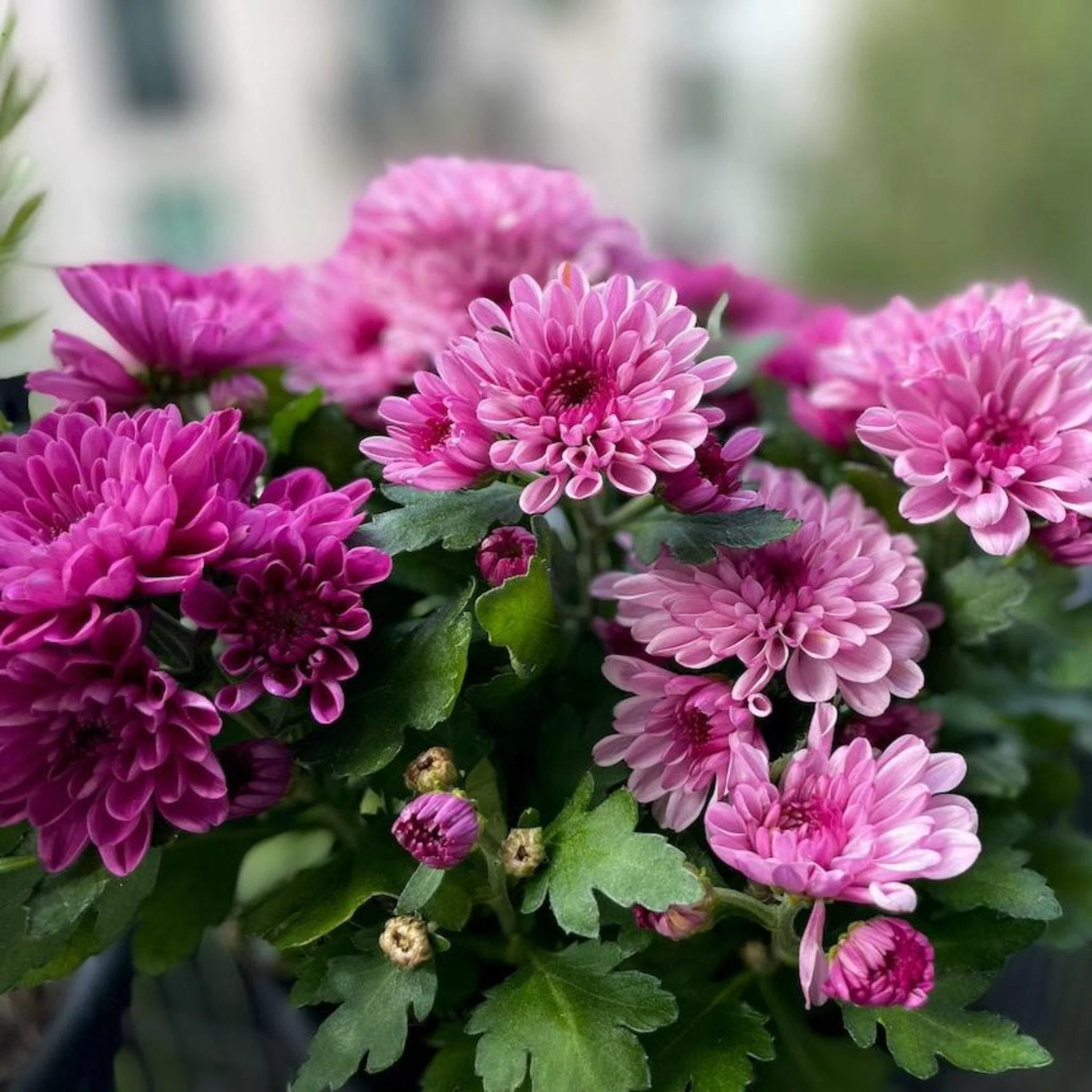 8 Inch Chrysanthemums - Image 7