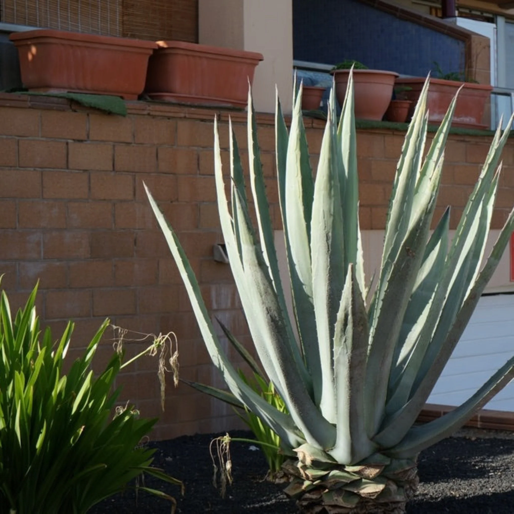 Agave Americana - Image 2
