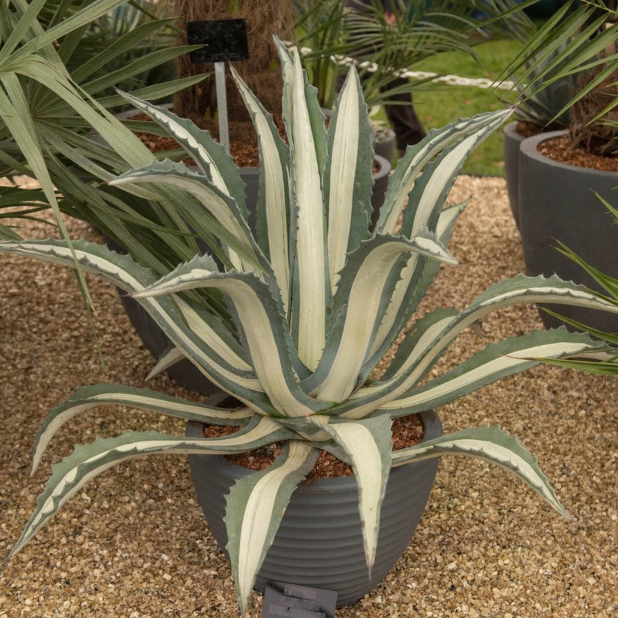 Agave Americana 'Mediopicta Alba'
