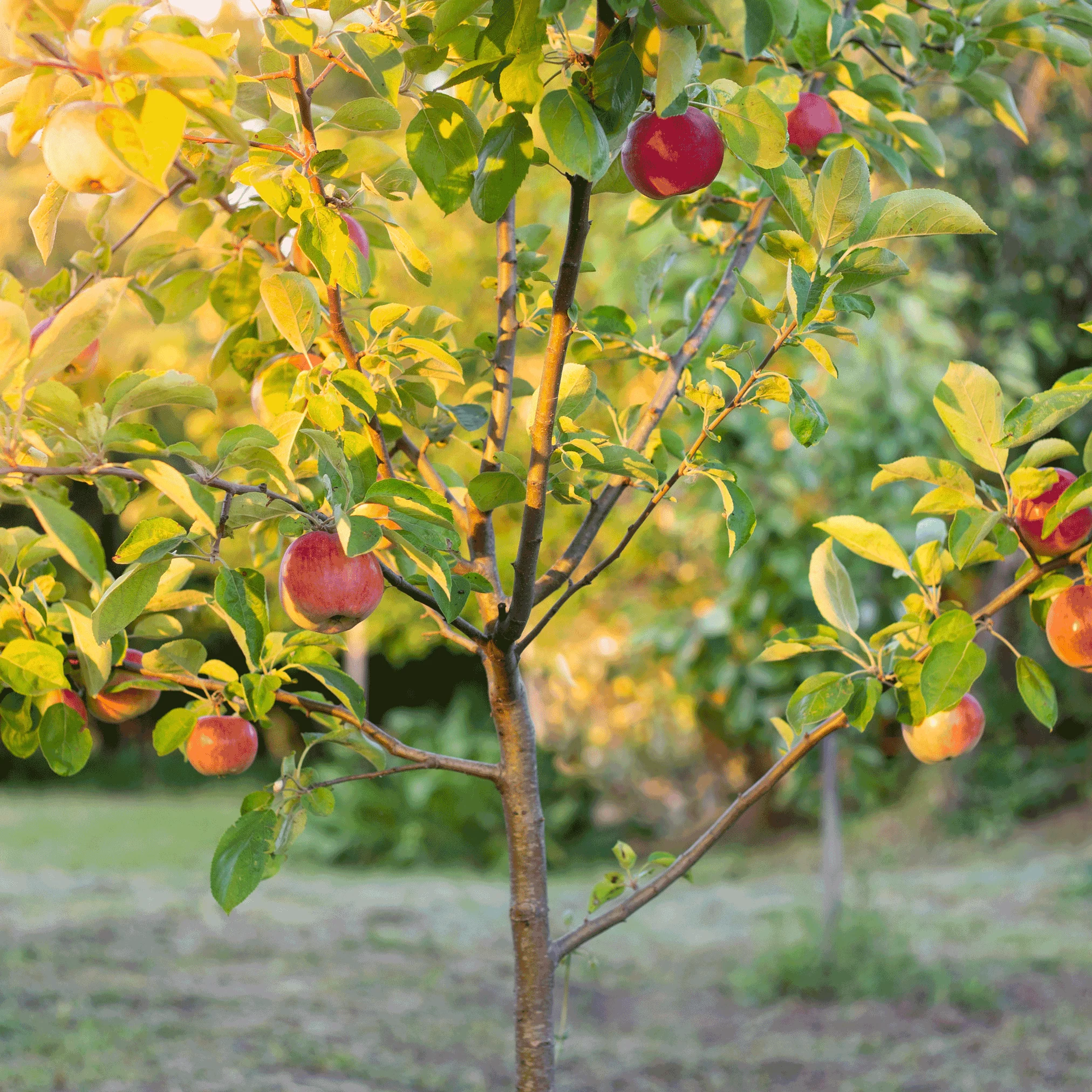 Apple Orchard - Image 2