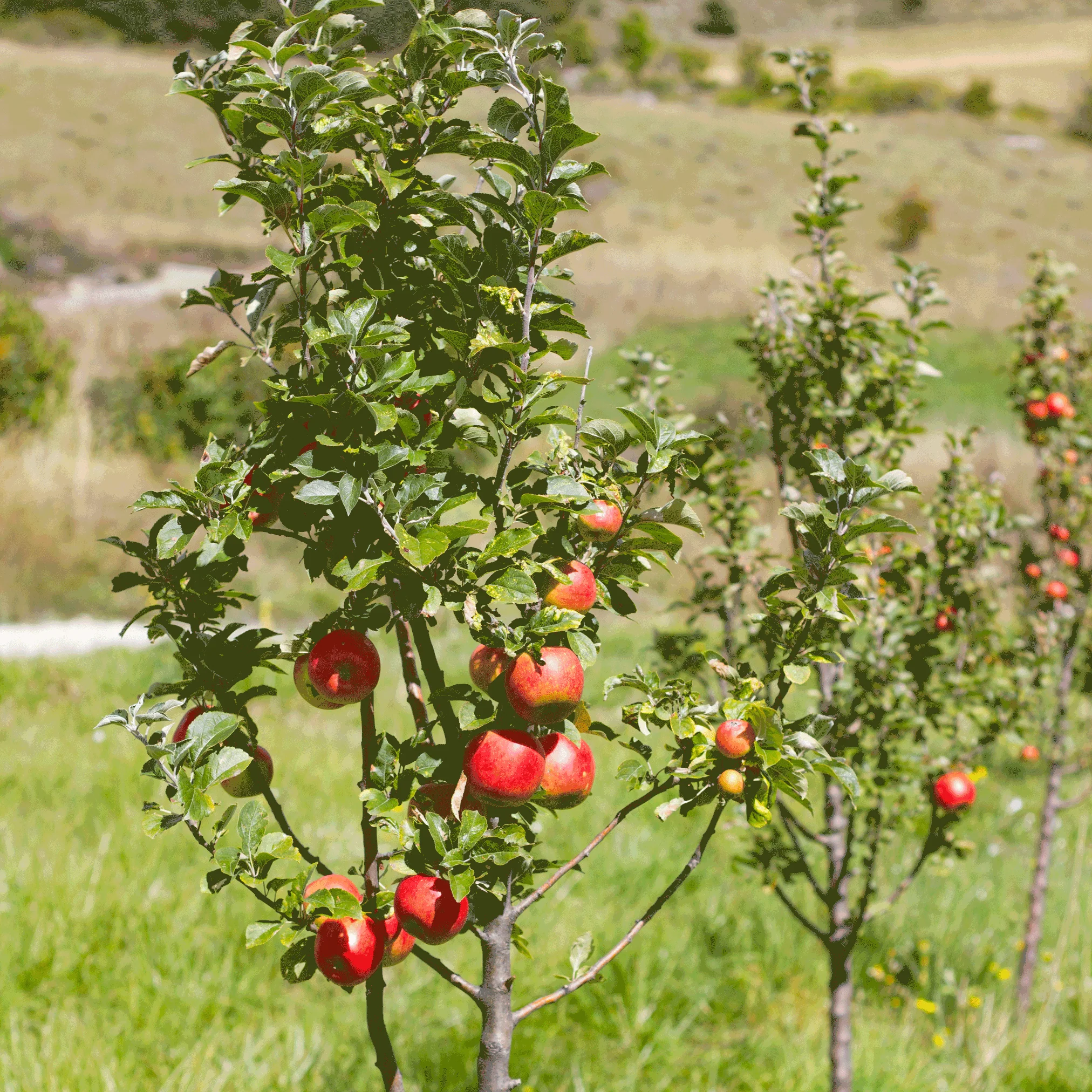 Apple Orchard - Image 3