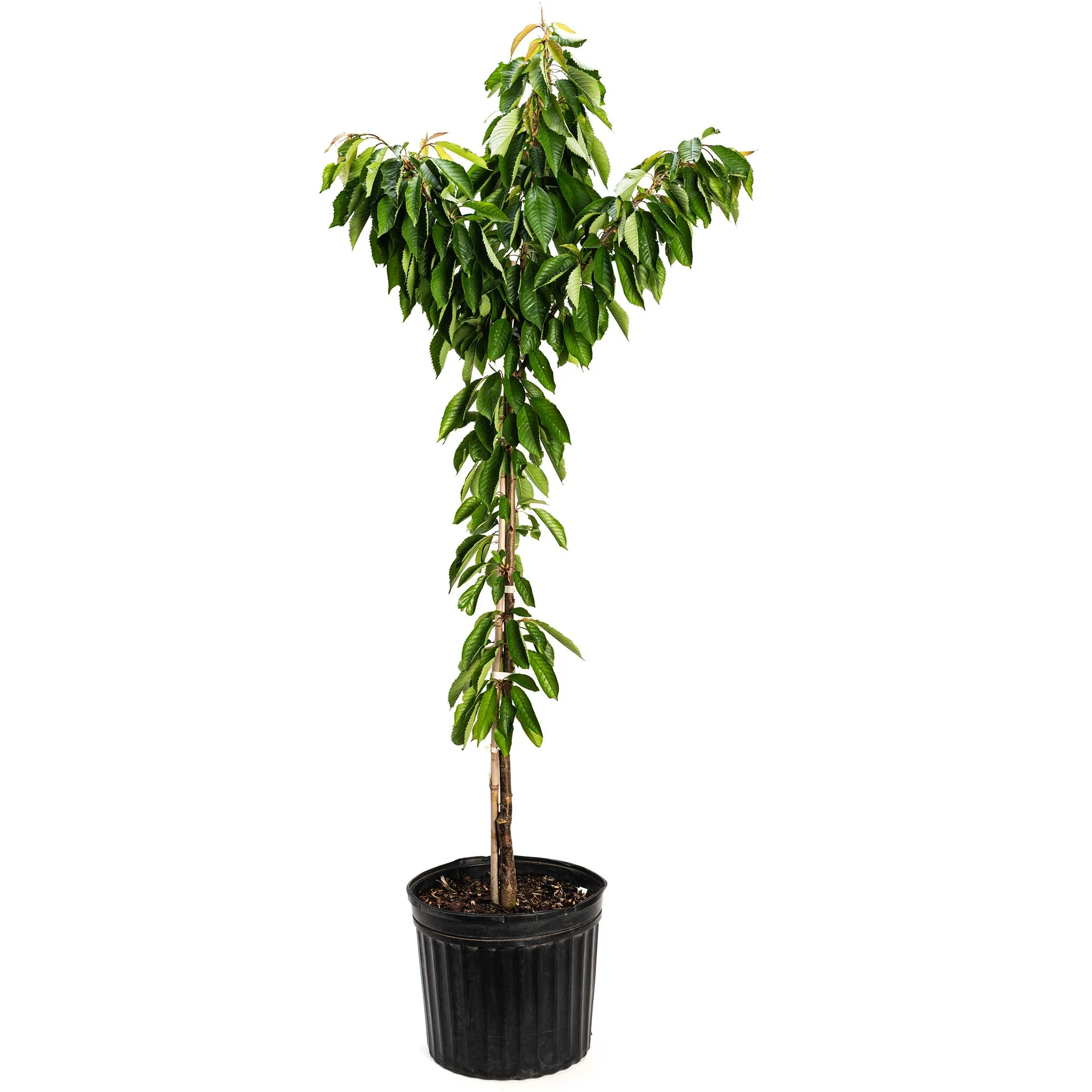 Bing Cherry Tree - Image 4