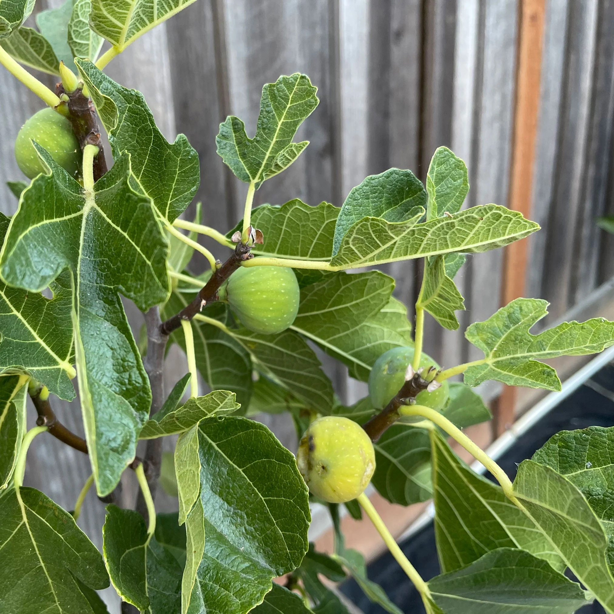 Black Mission Fig - Image 2