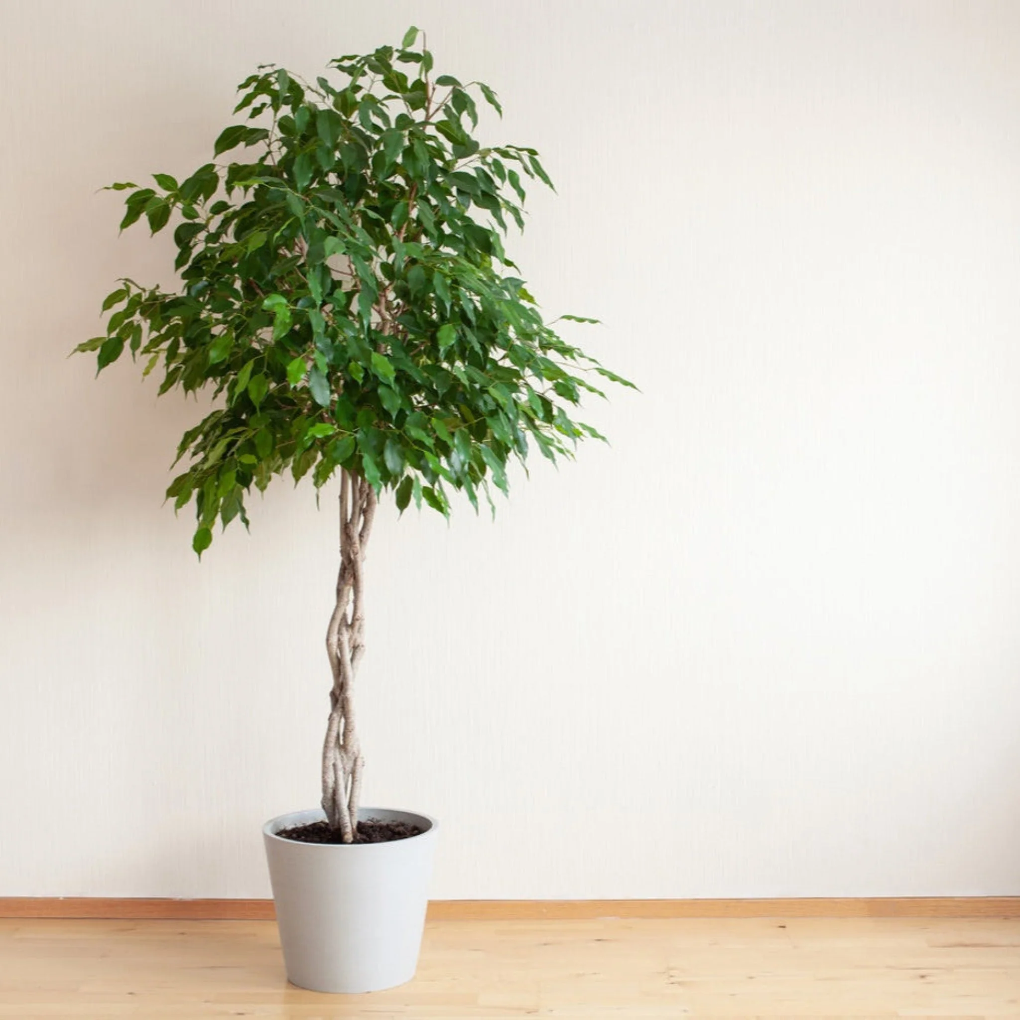 Braided Benjamina Ficus