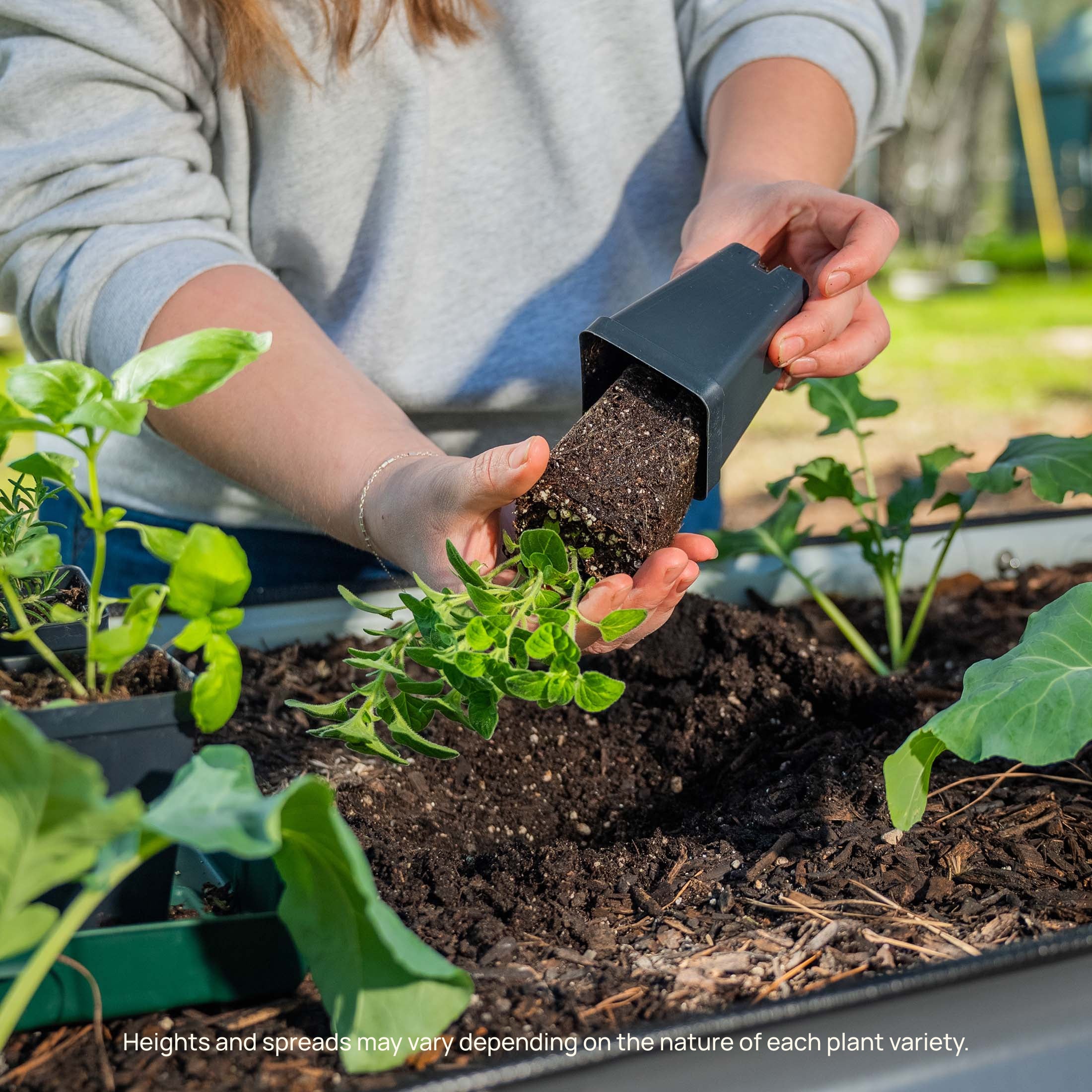 Brandywine Pink Tomato Seedling - Image 9