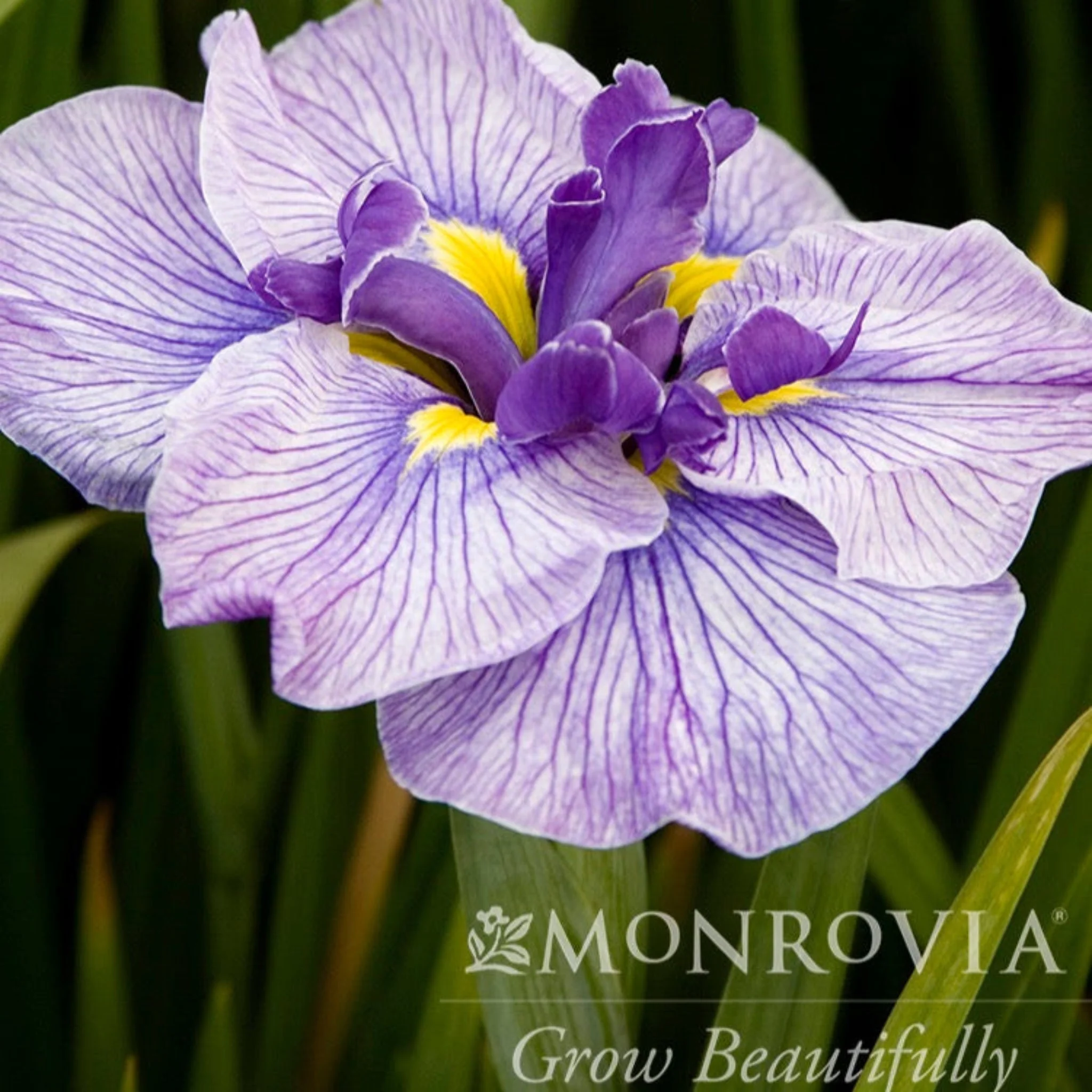 Butterflies in Flight Japanese Iris