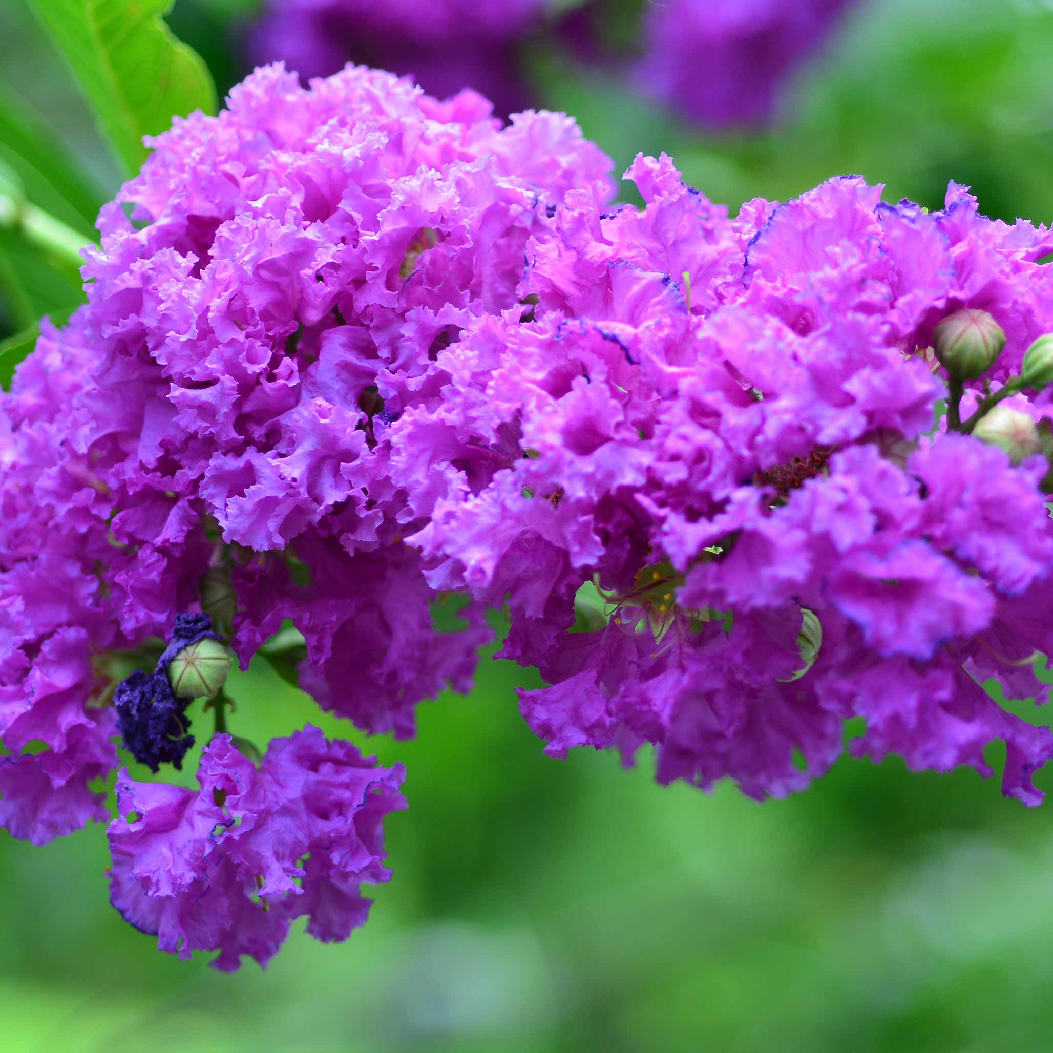 Catawba Crapemyrtle - Image 2