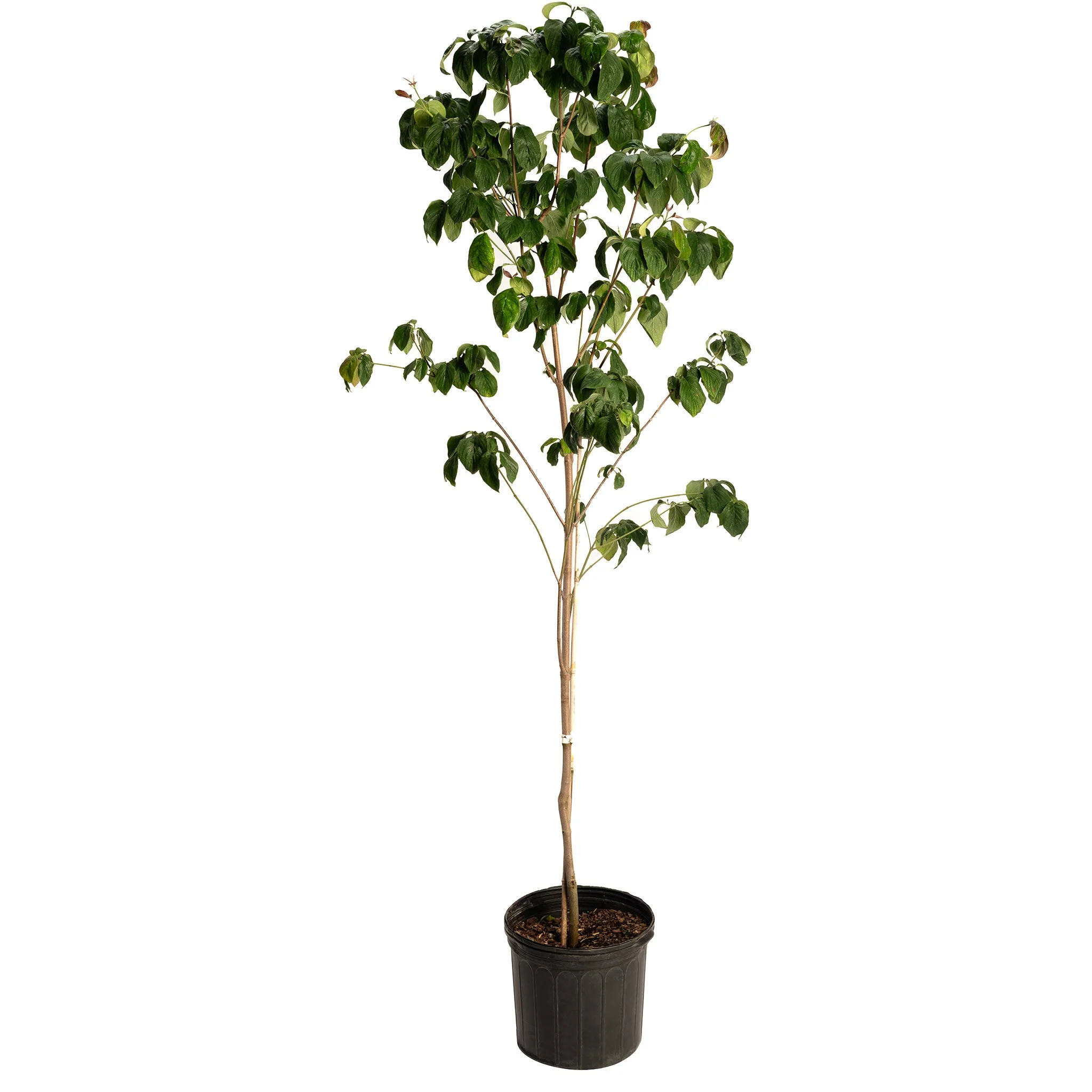 Cherokee Brave Pink Dogwood - Image 4