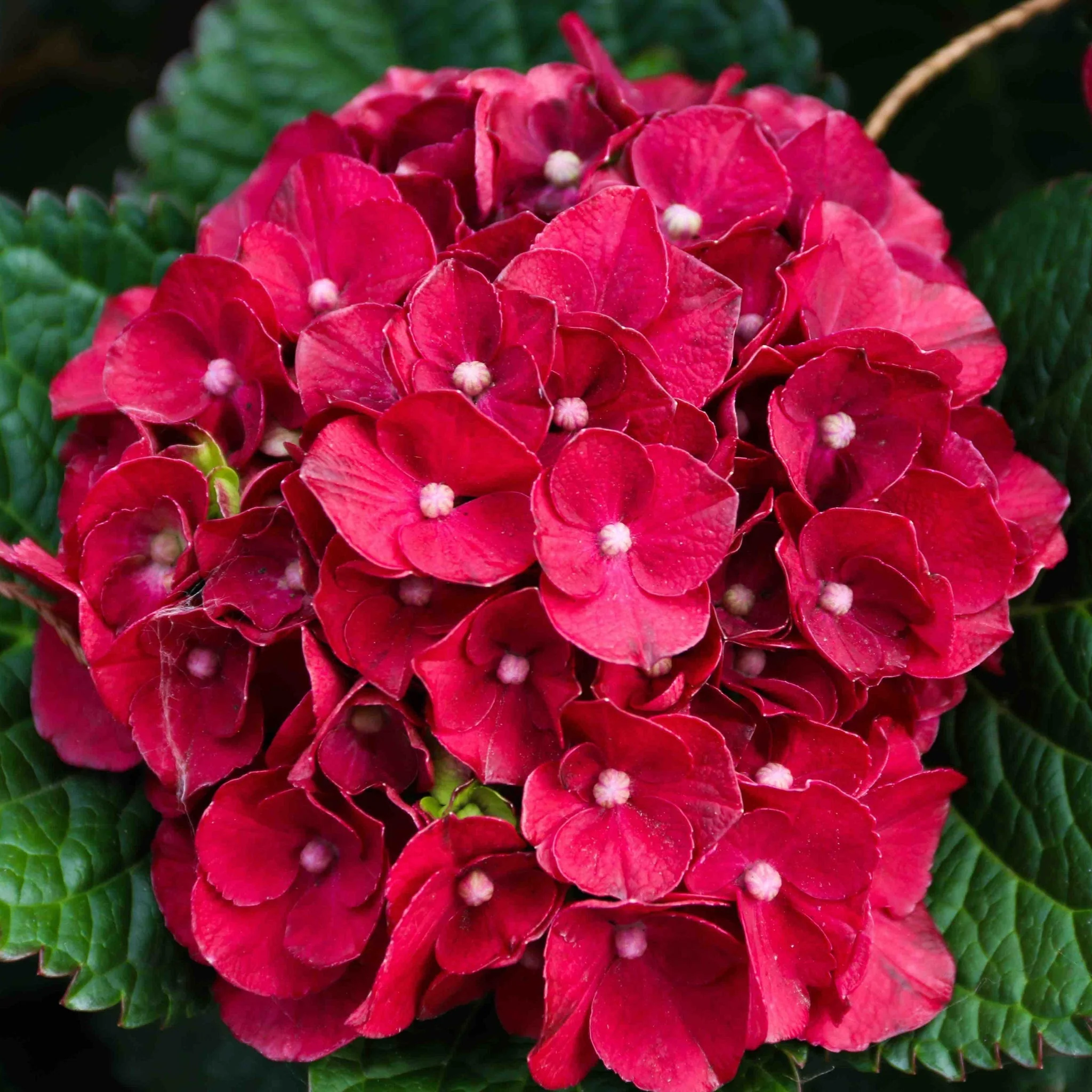 Cherry-Go-Round® Hydrangea - Image 2