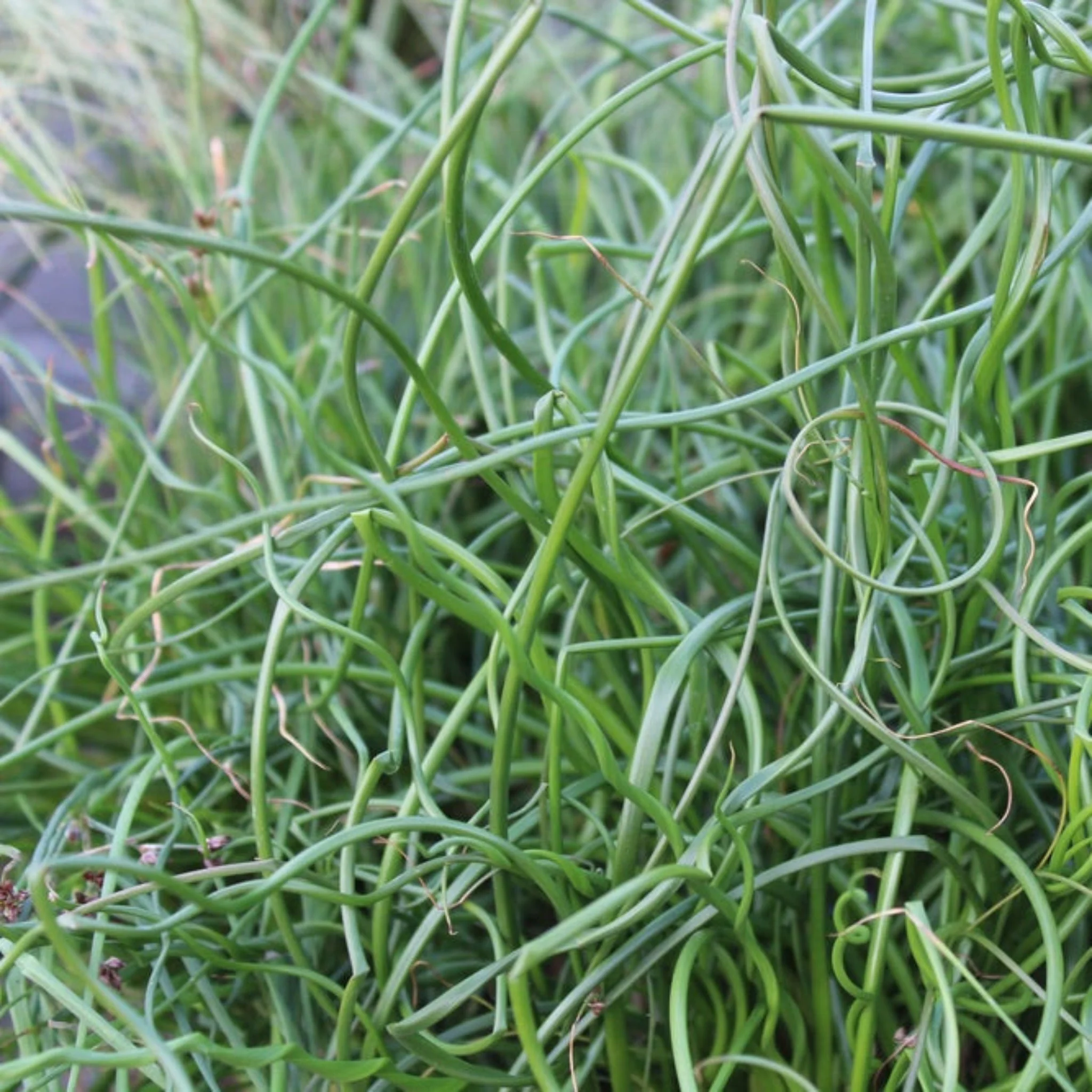 ColorGrass® Twister
