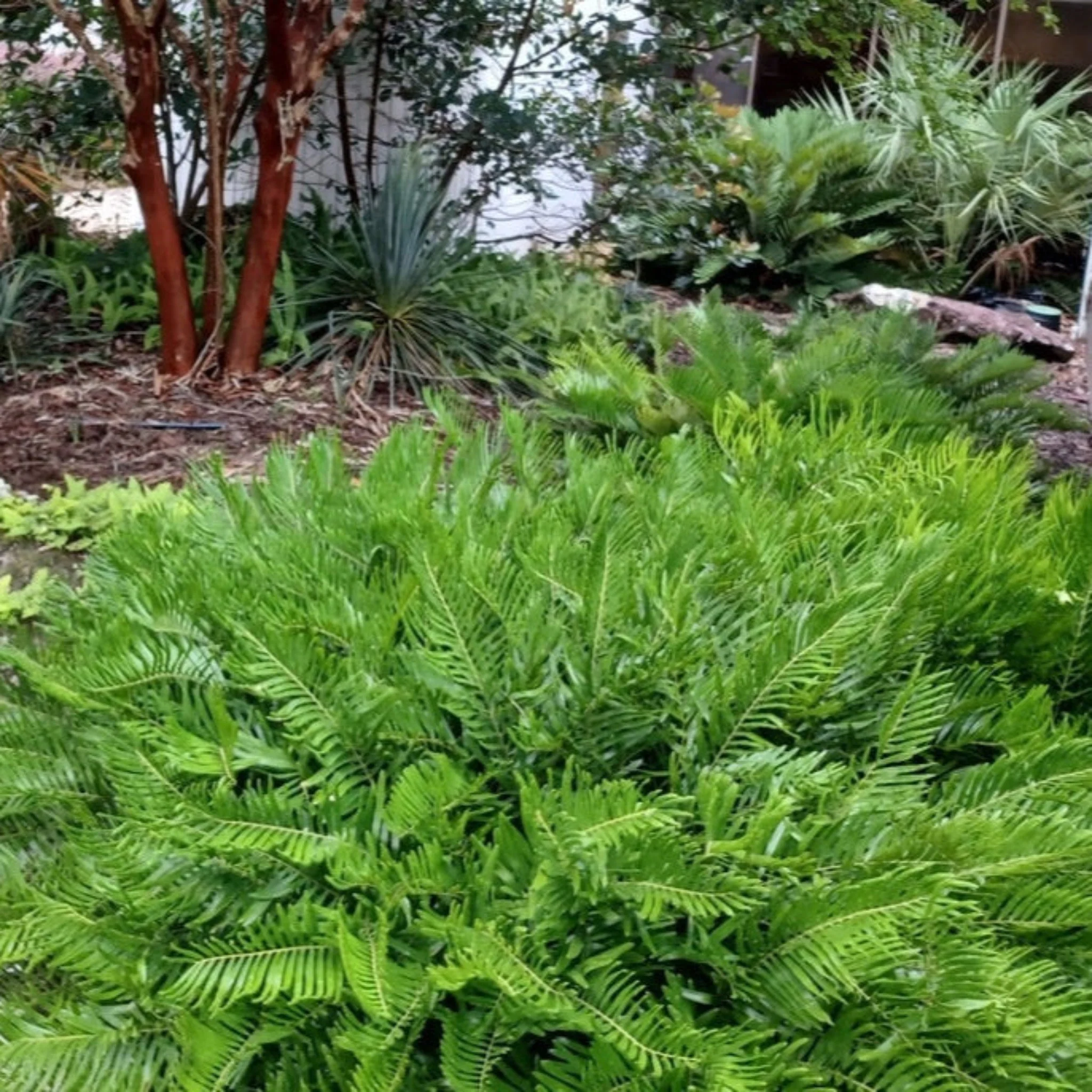 Coontie - Image 2