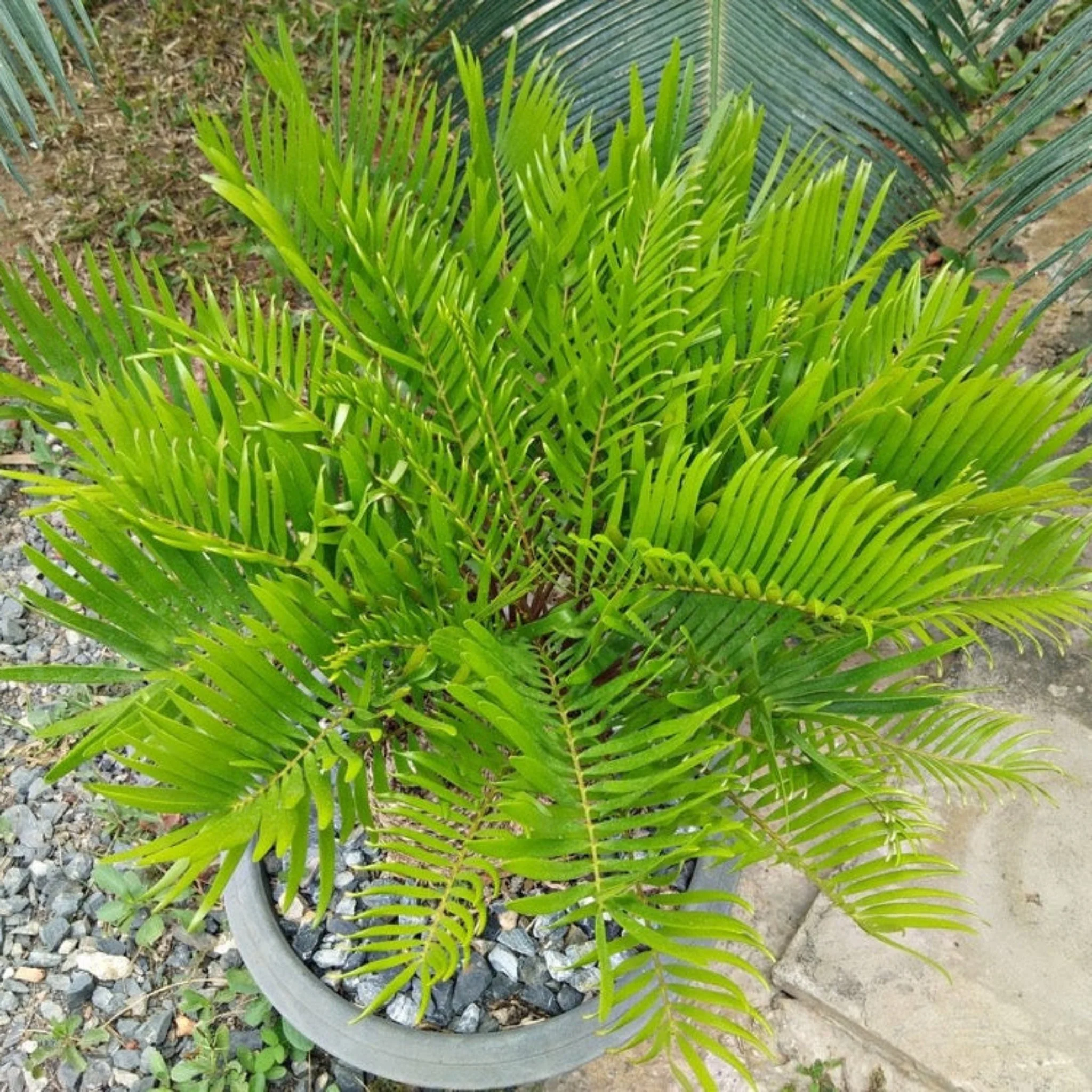 Coontie Palm - Image 3
