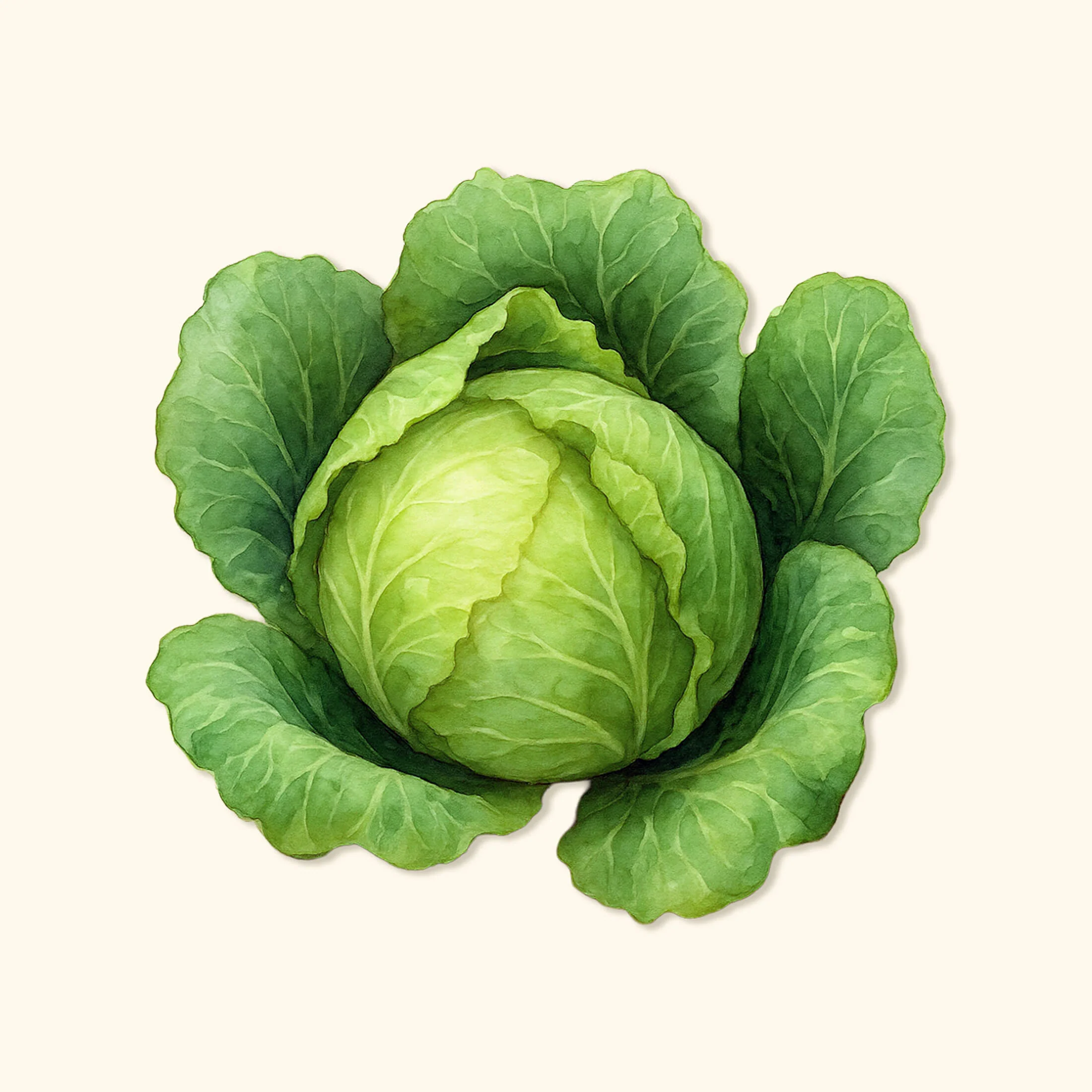Copenhagen Market Cabbage Seeds
