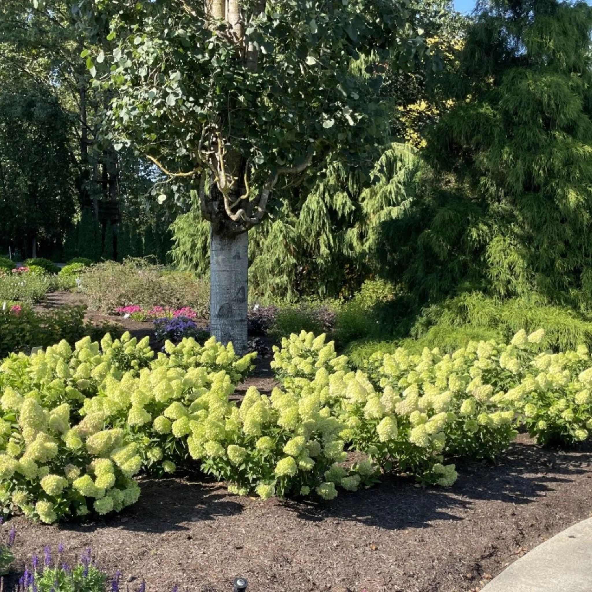 Dragon Baby™ Hardy Hydrangea - Image 2