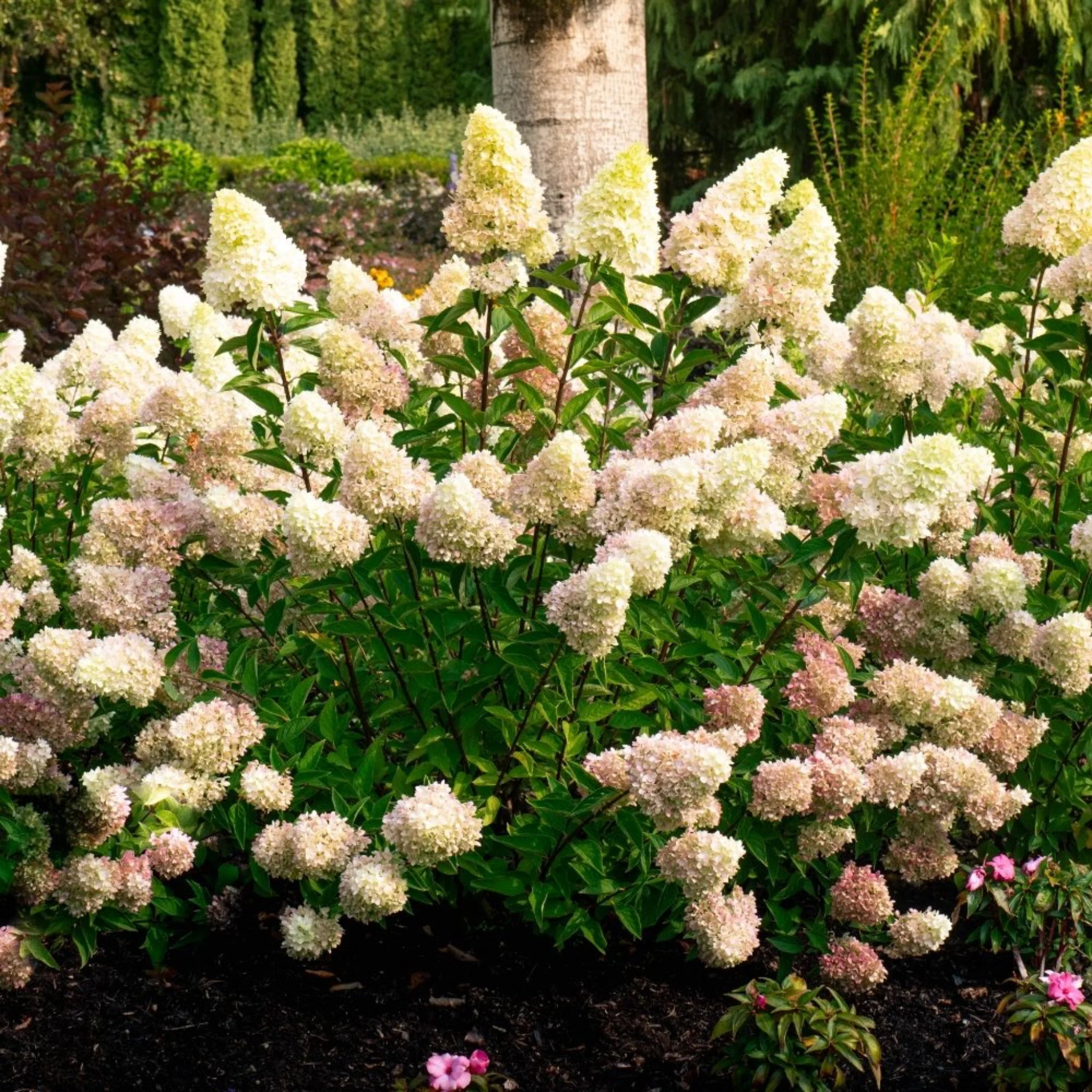 Dragon Baby™ Hydrangea - Image 3