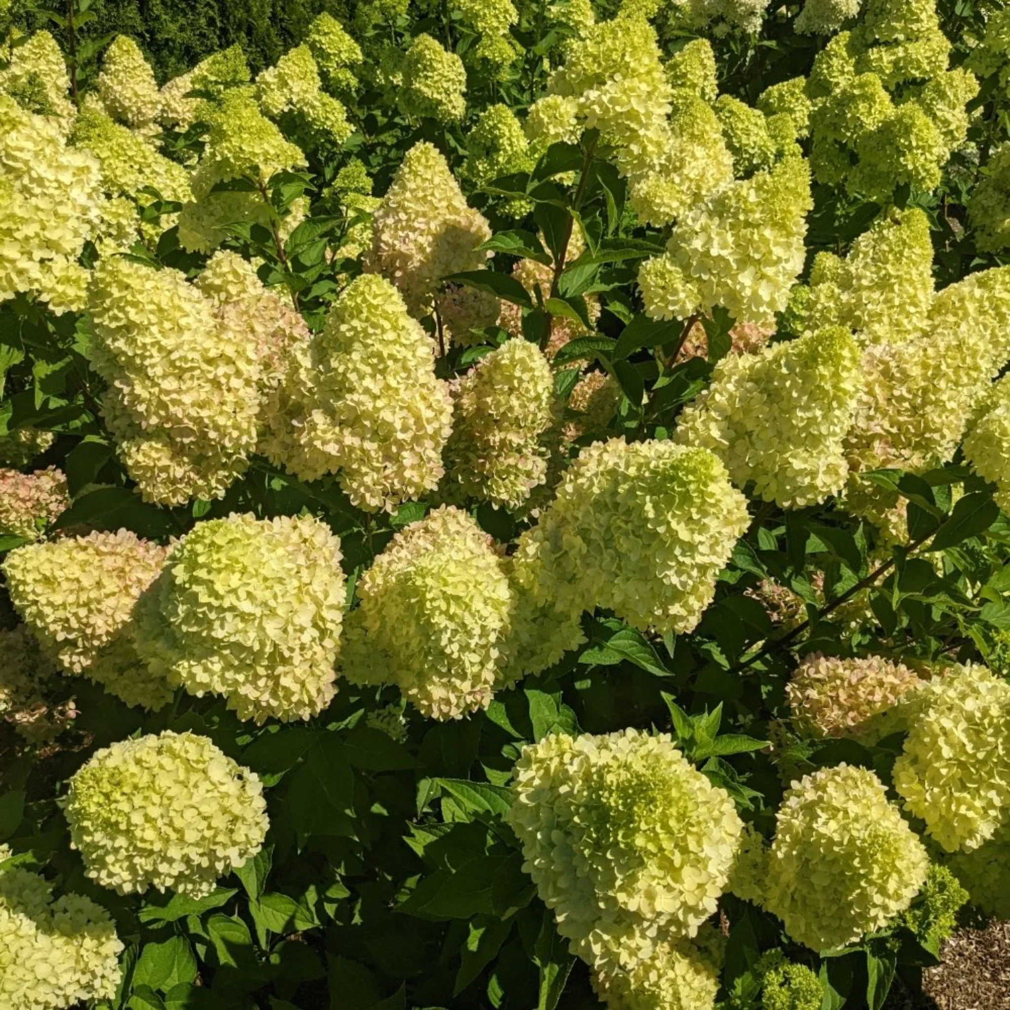 Dragon Baby™ Hydrangea - Image 5