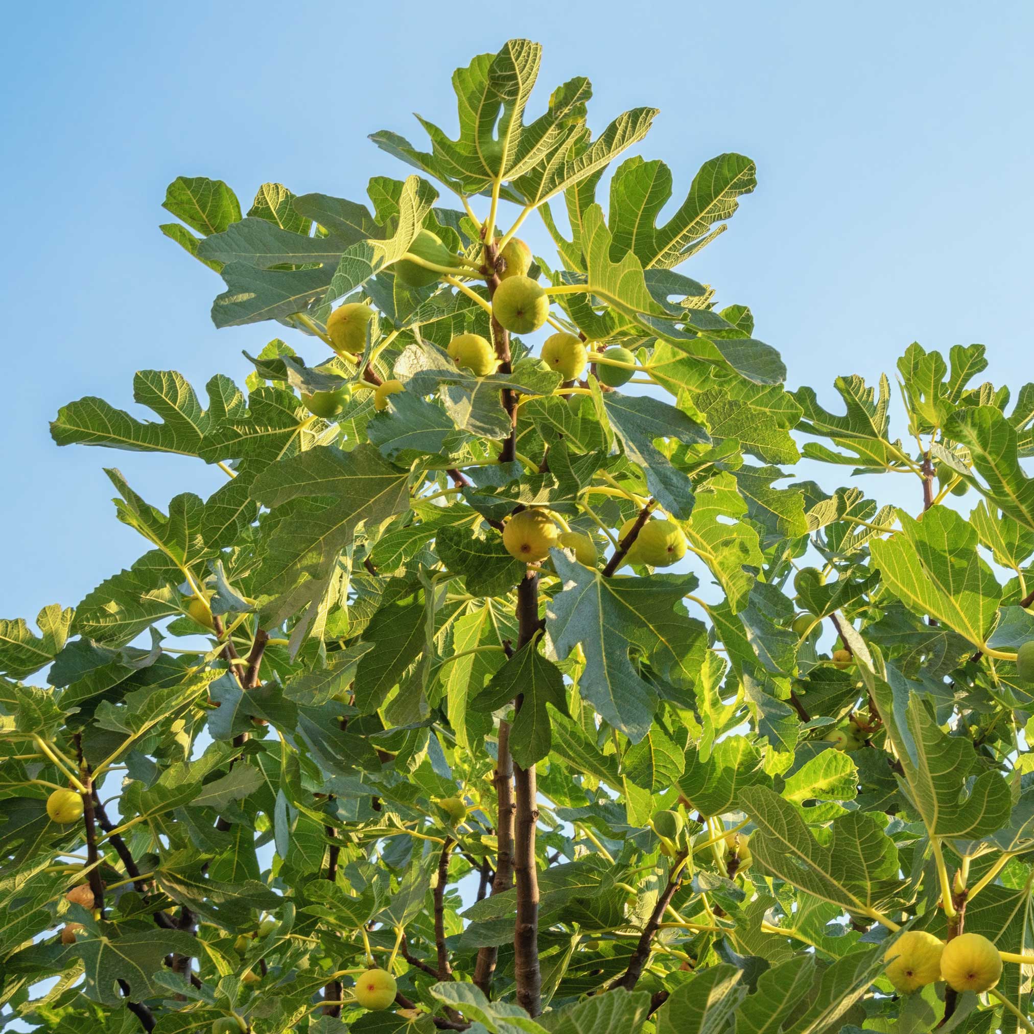 Fig Orchard Pack - Image 4