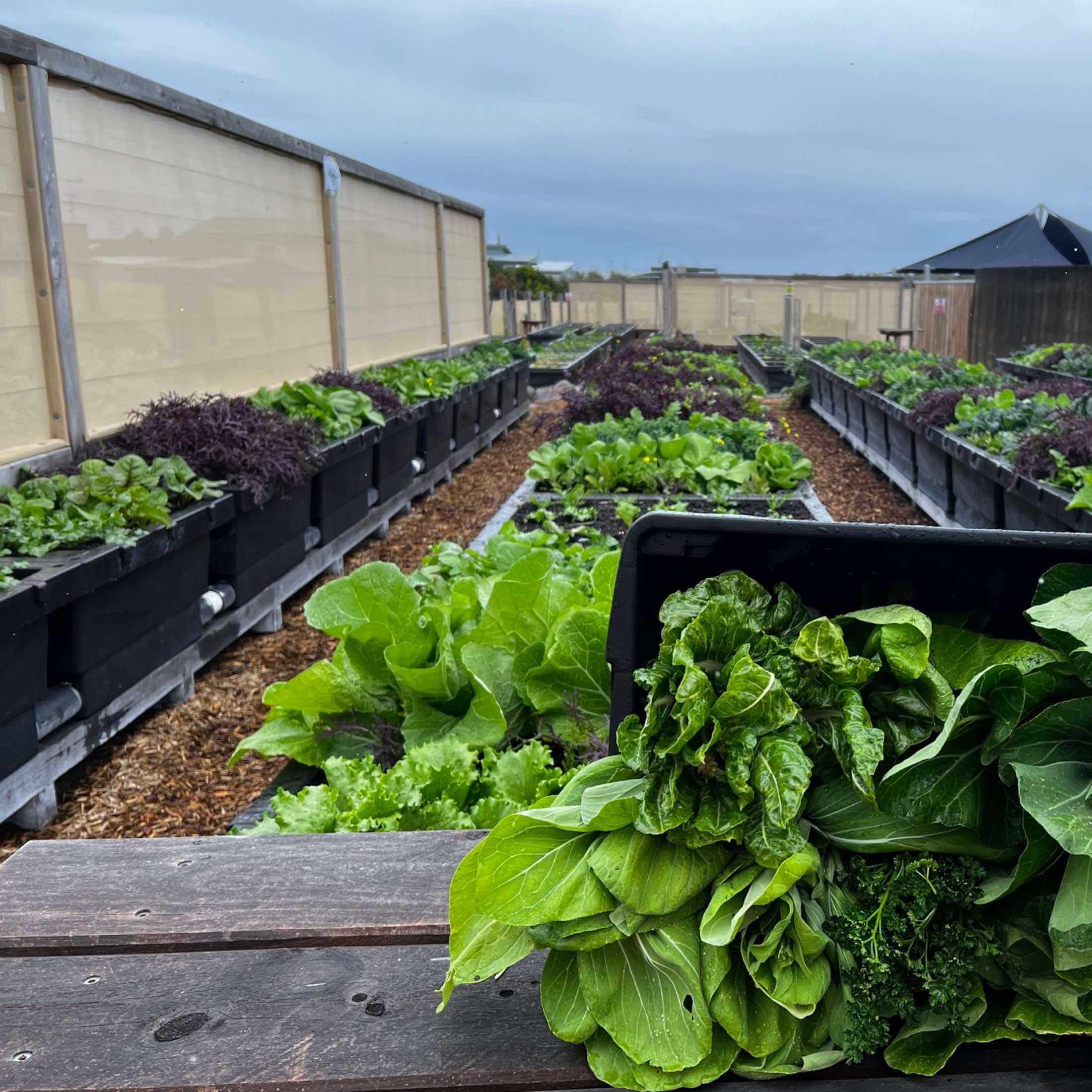 Foodcube™  Slim- The Next Generation of Self Watering Raised Garden - Image 7