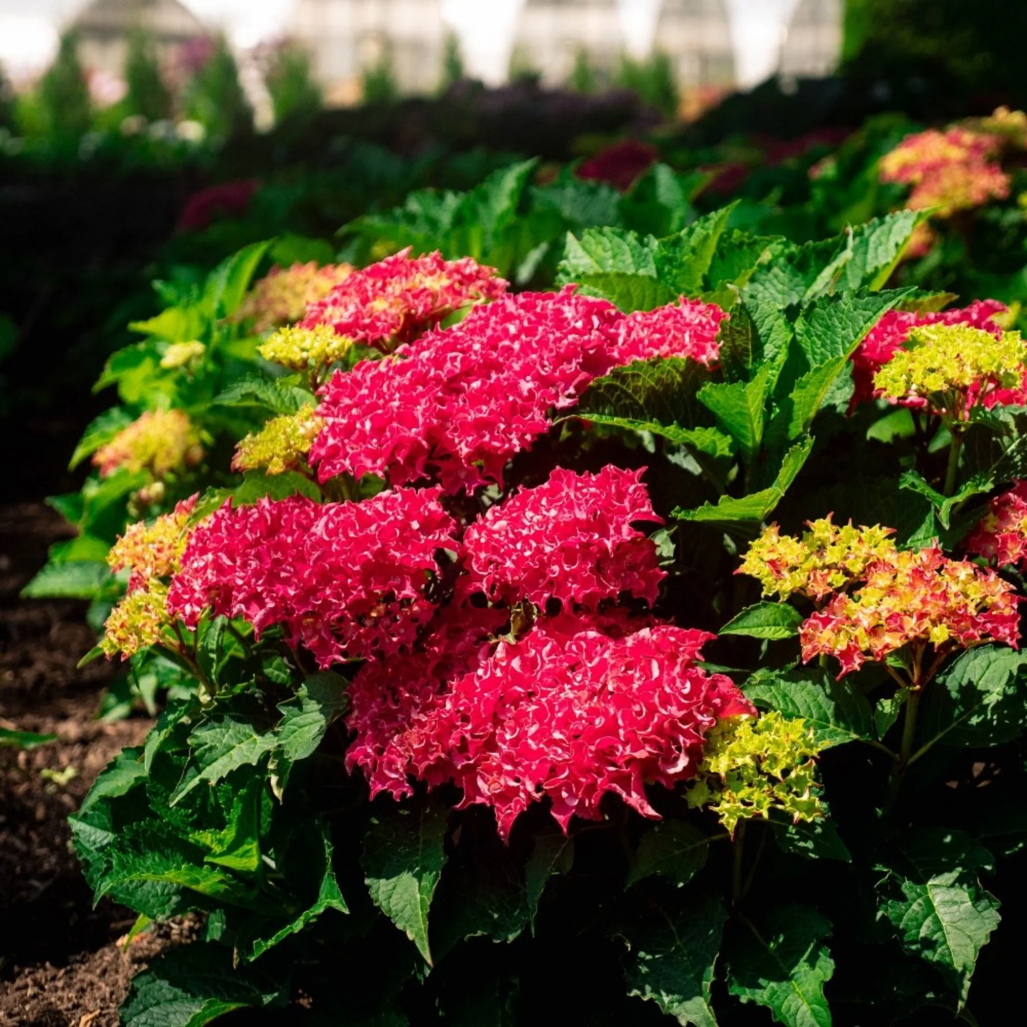 Frill Ride® Reblooming Hydrangea - Image 2