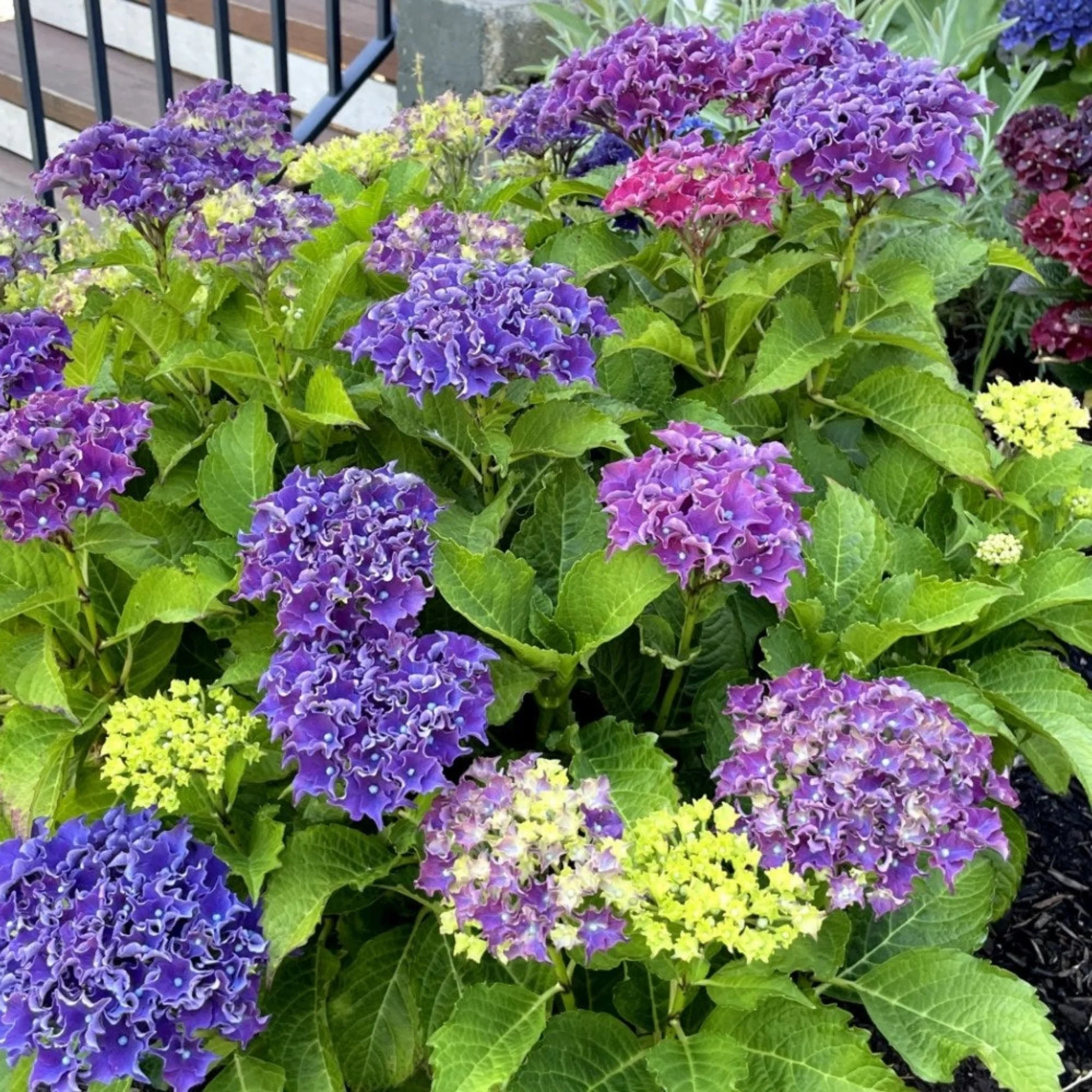 Frill Ride® Reblooming Hydrangea - Image 3