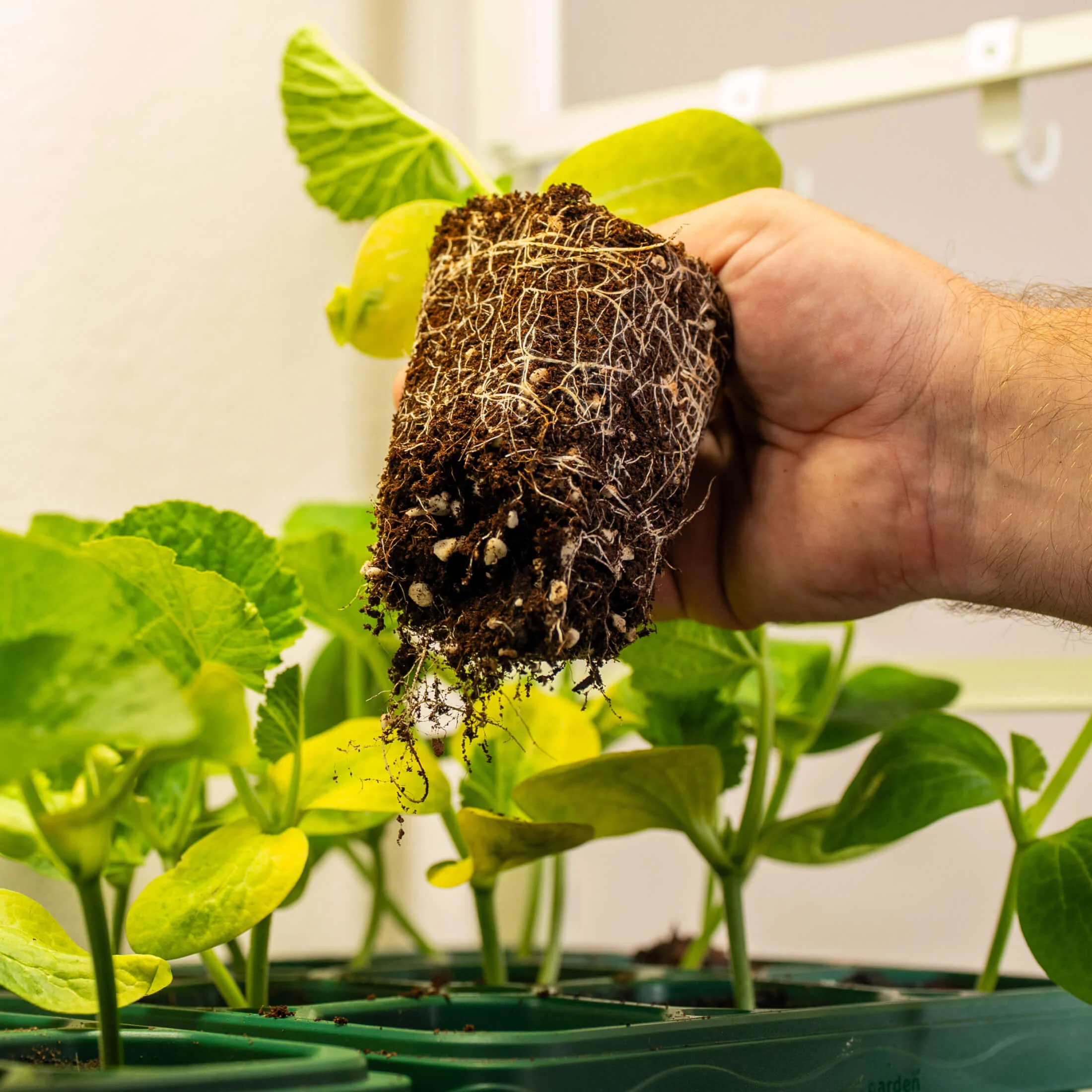 Giga Seedling Tray - 10" x 10" - Image 13