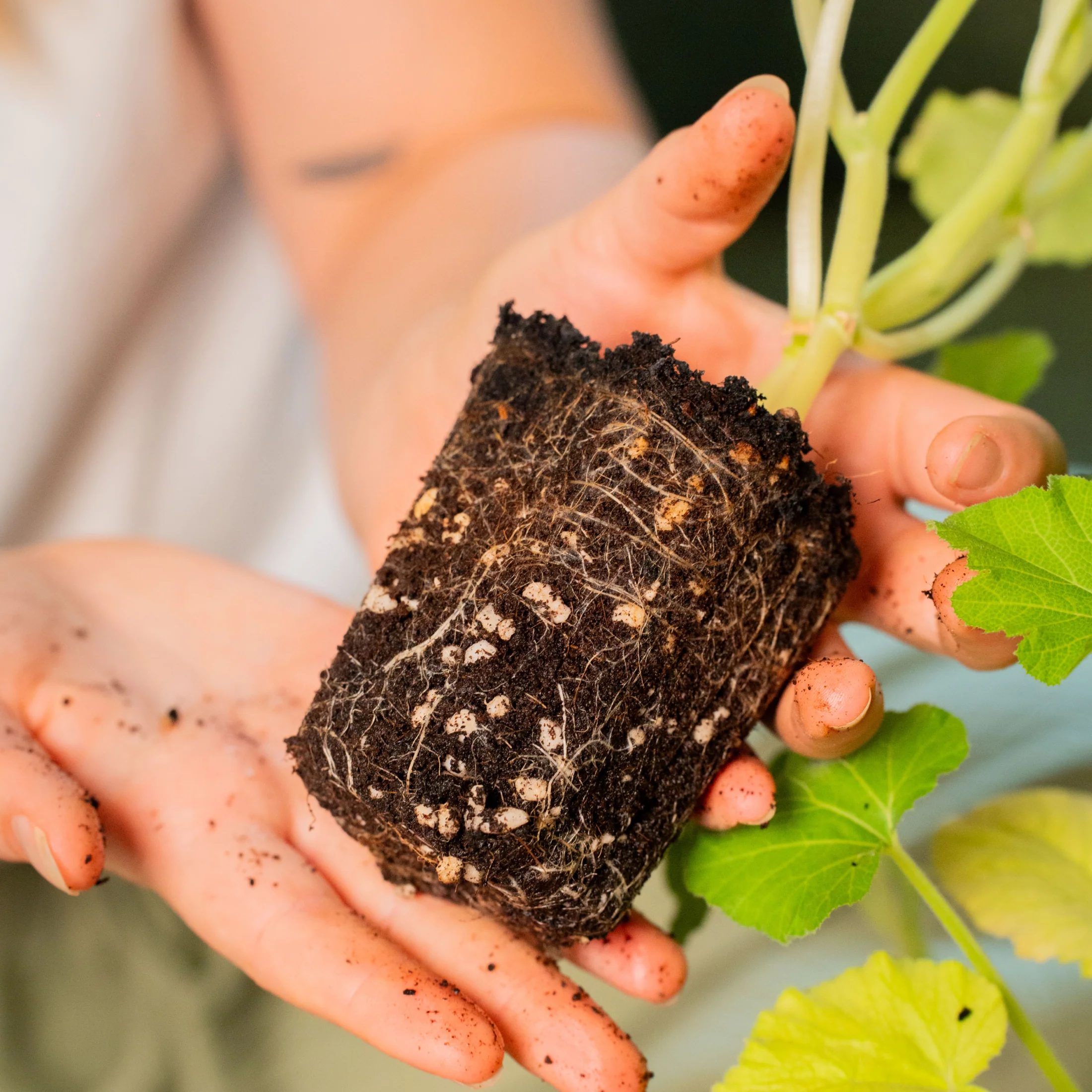 Giga Seedling Tray - 10" x 10" - Image 14