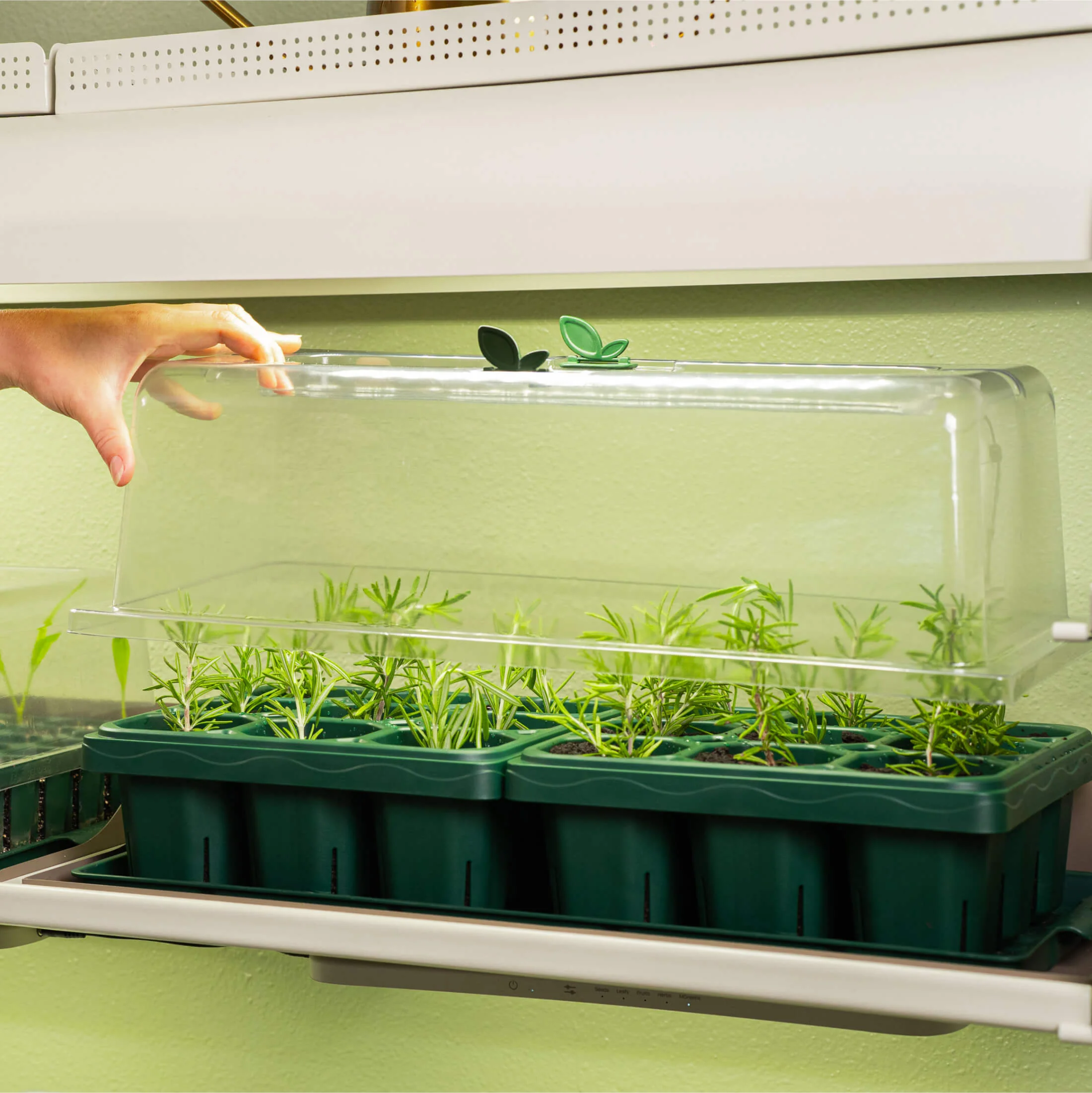 Giga Seedling Tray - 10" x 10" - Image 8
