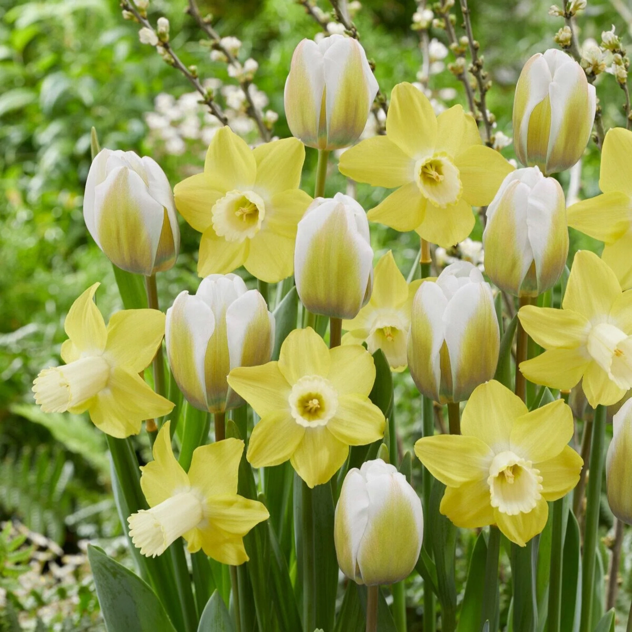 Hello Sunshine Bulb Mix
