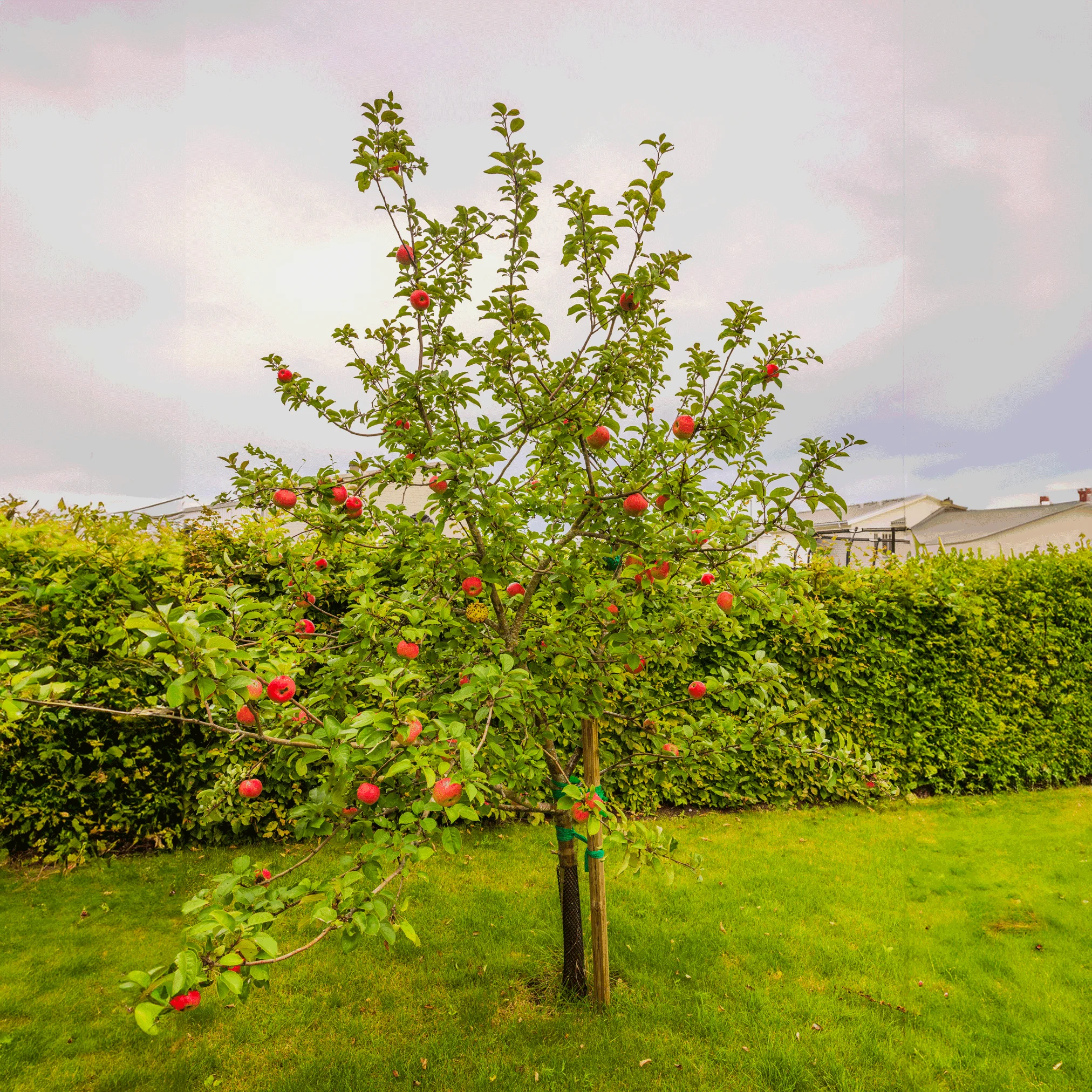 Honeycrisp™ Apple Tree - Image 3
