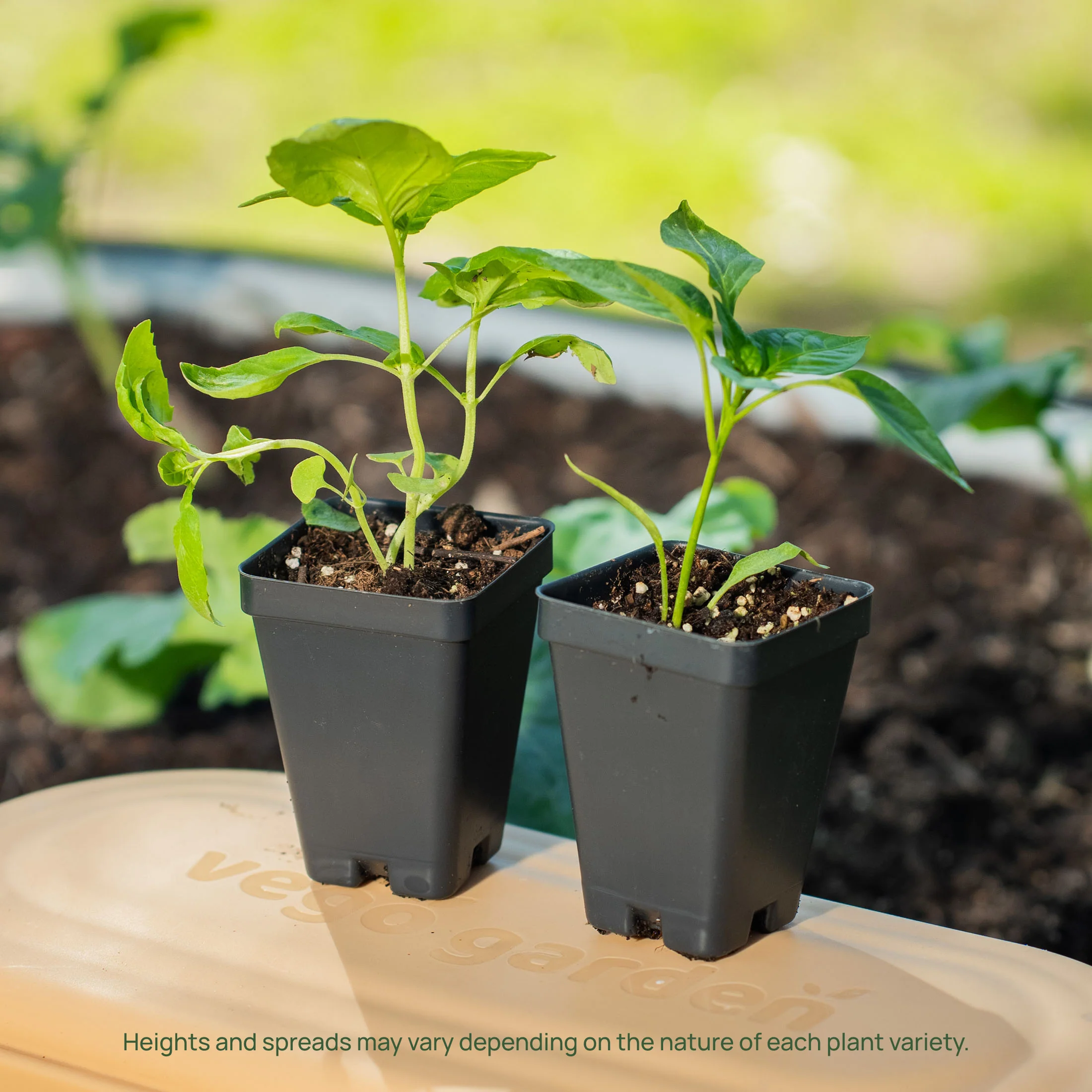 Kitchen Minis™ Hot Tamale Pepper Seedling - Image 7