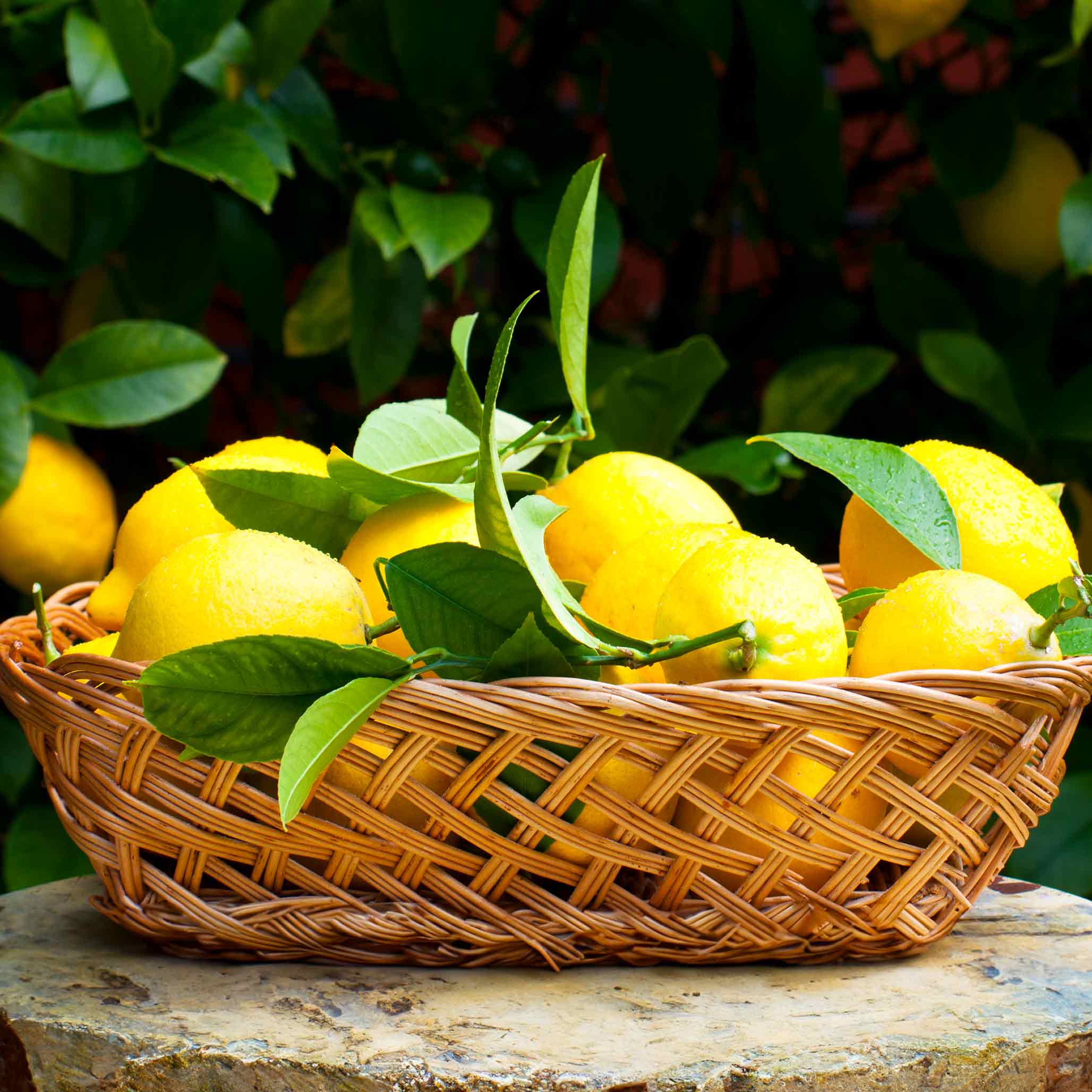 Improved Meyer Lemon Tree - Image 3