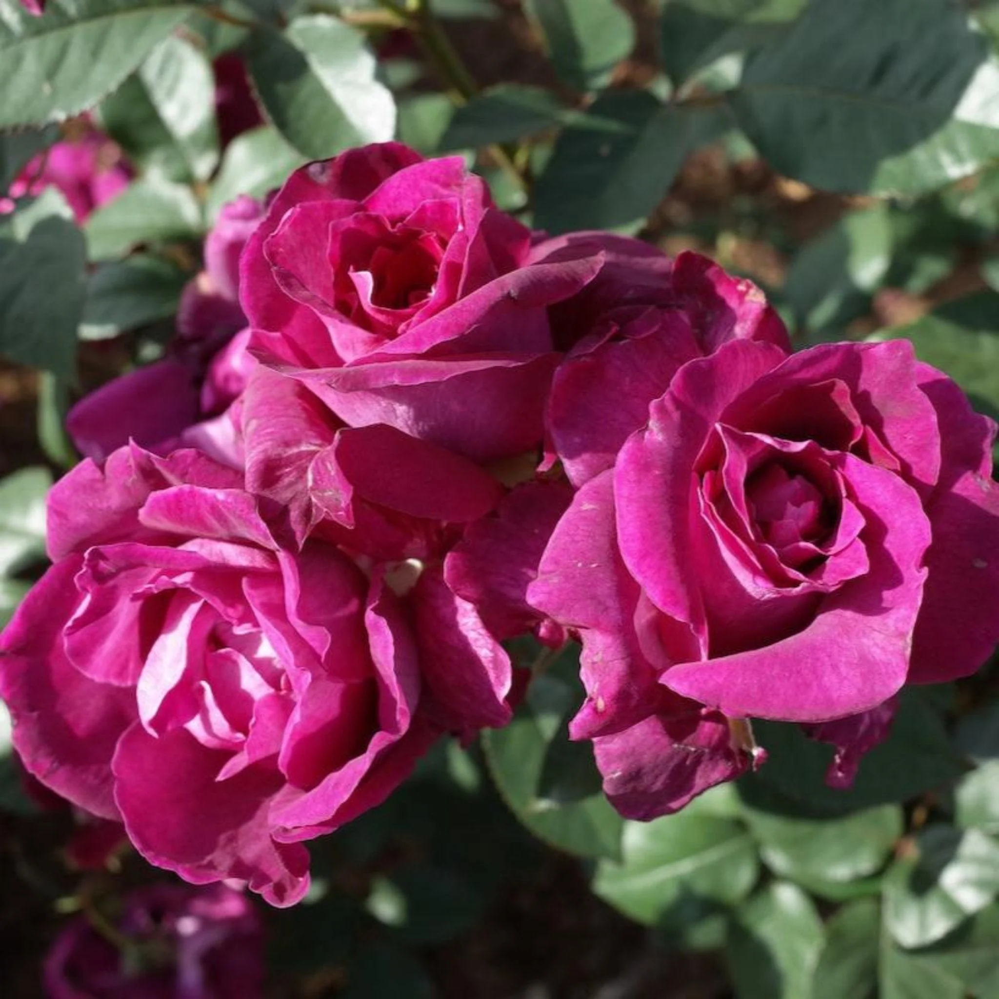 Intrigue Rose Tree
