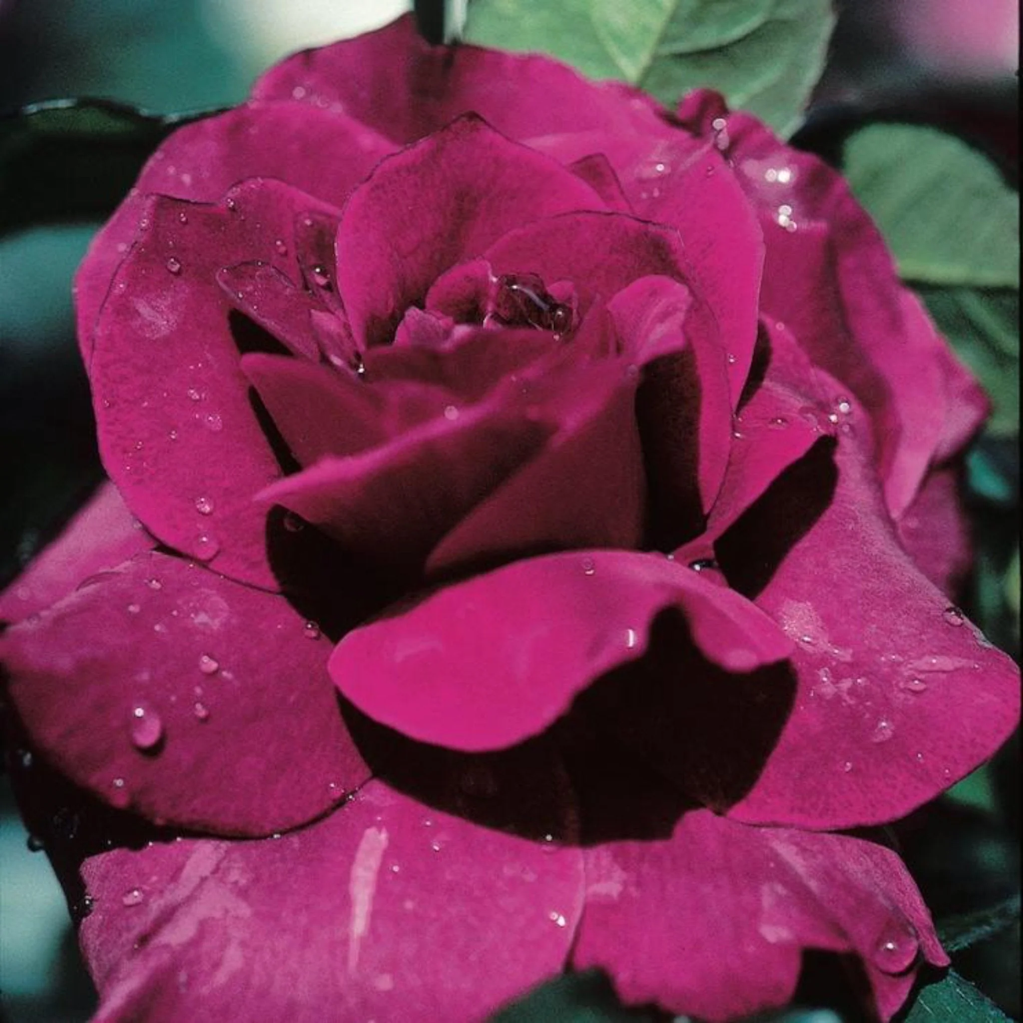 Intrigue Rose Tree - Image 2