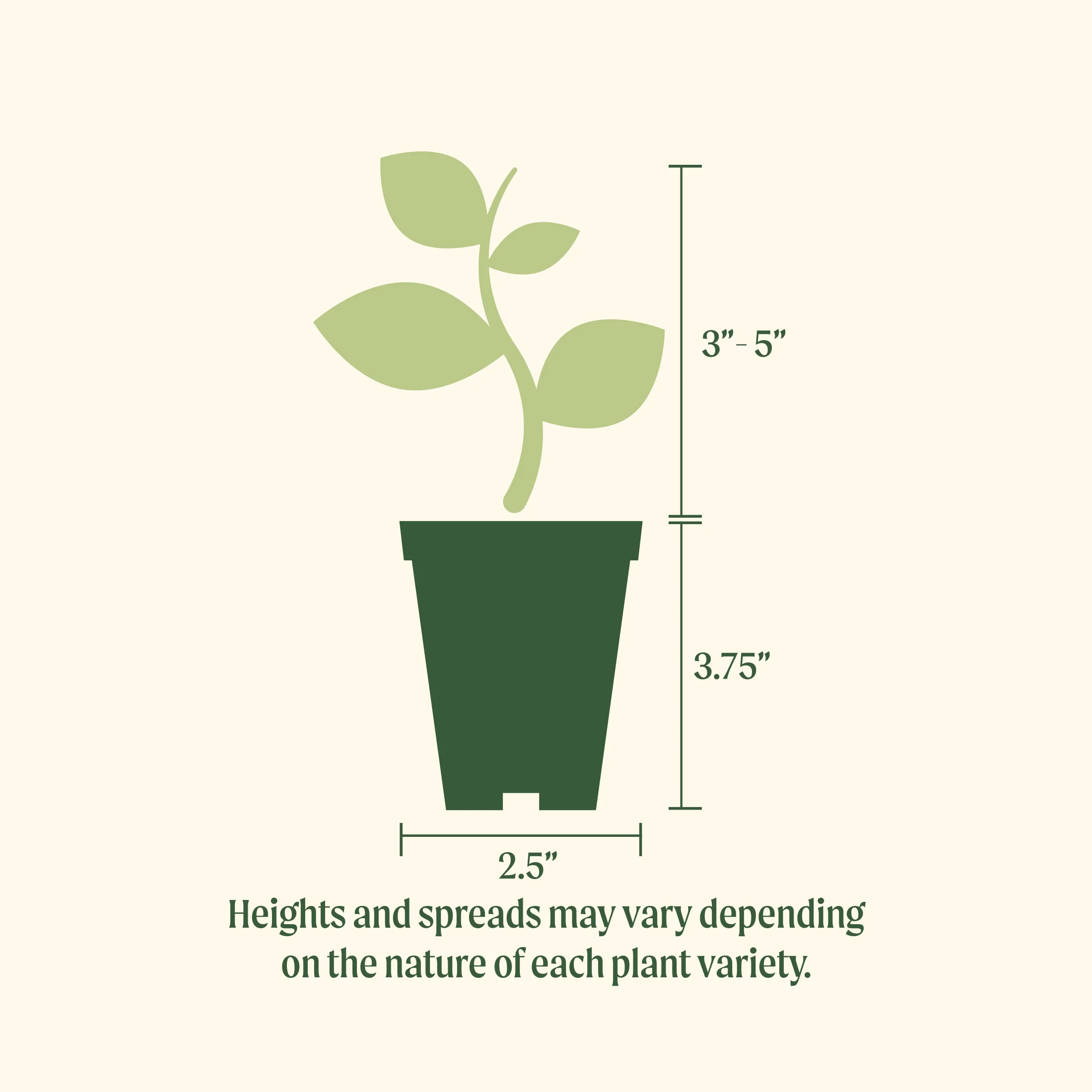 Mountain Magic Tomato Seedling - Image 3