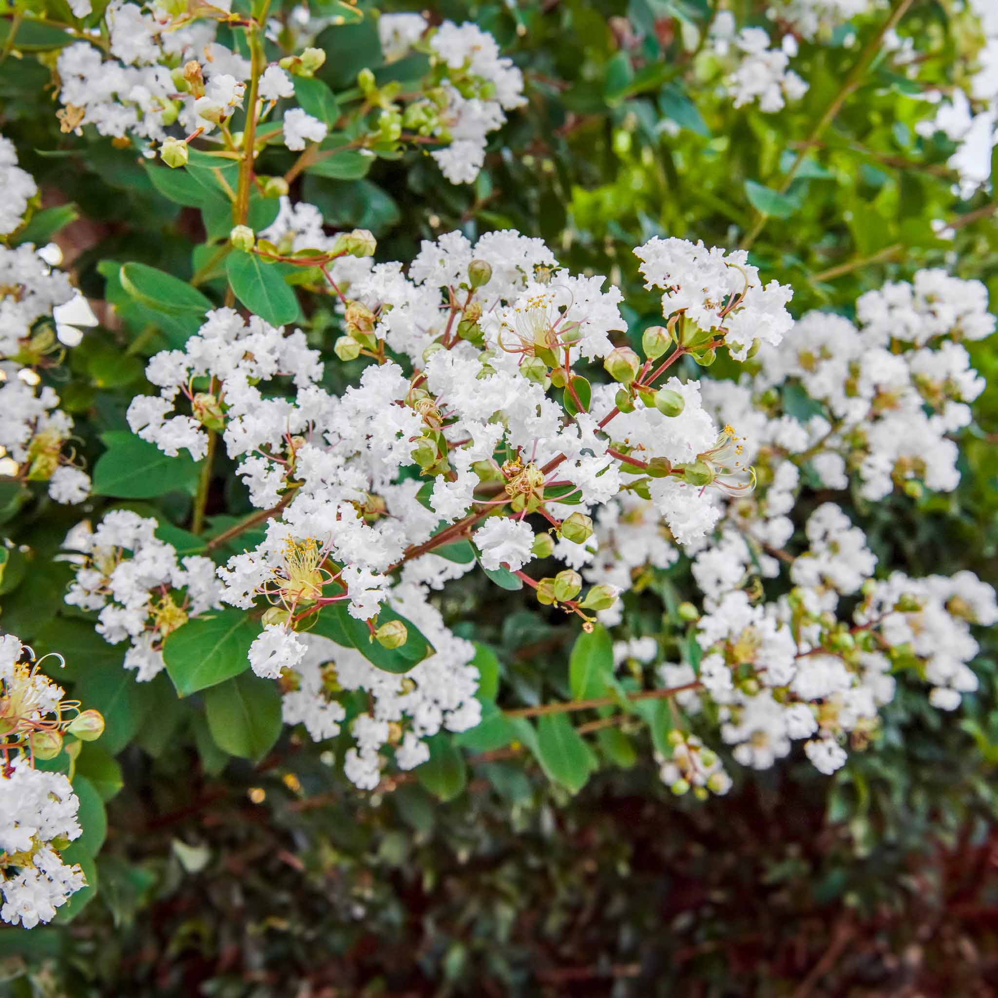 Natchez Crape Myrtle - Image 2