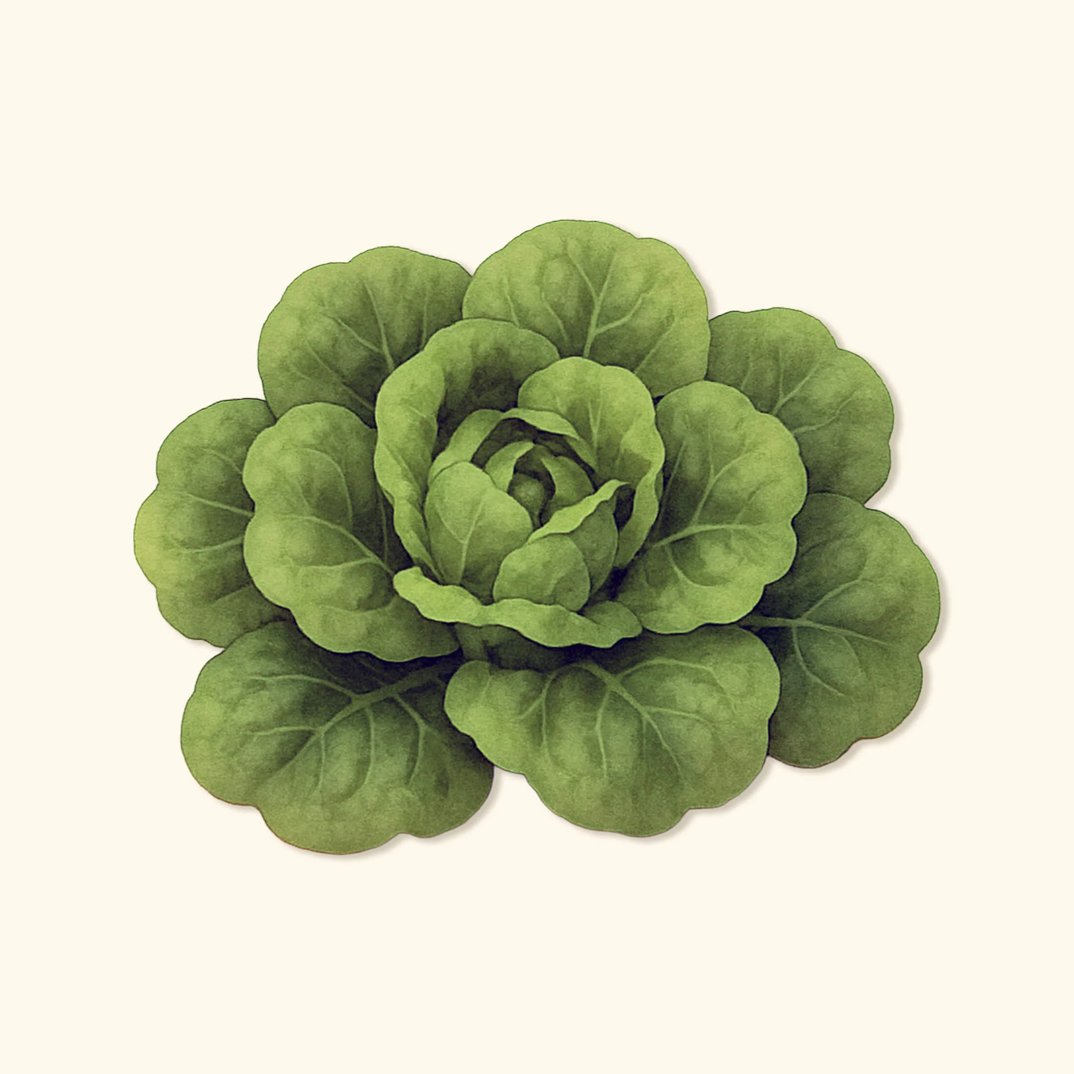 Organic Buttercrunch Lettuce  Seeds