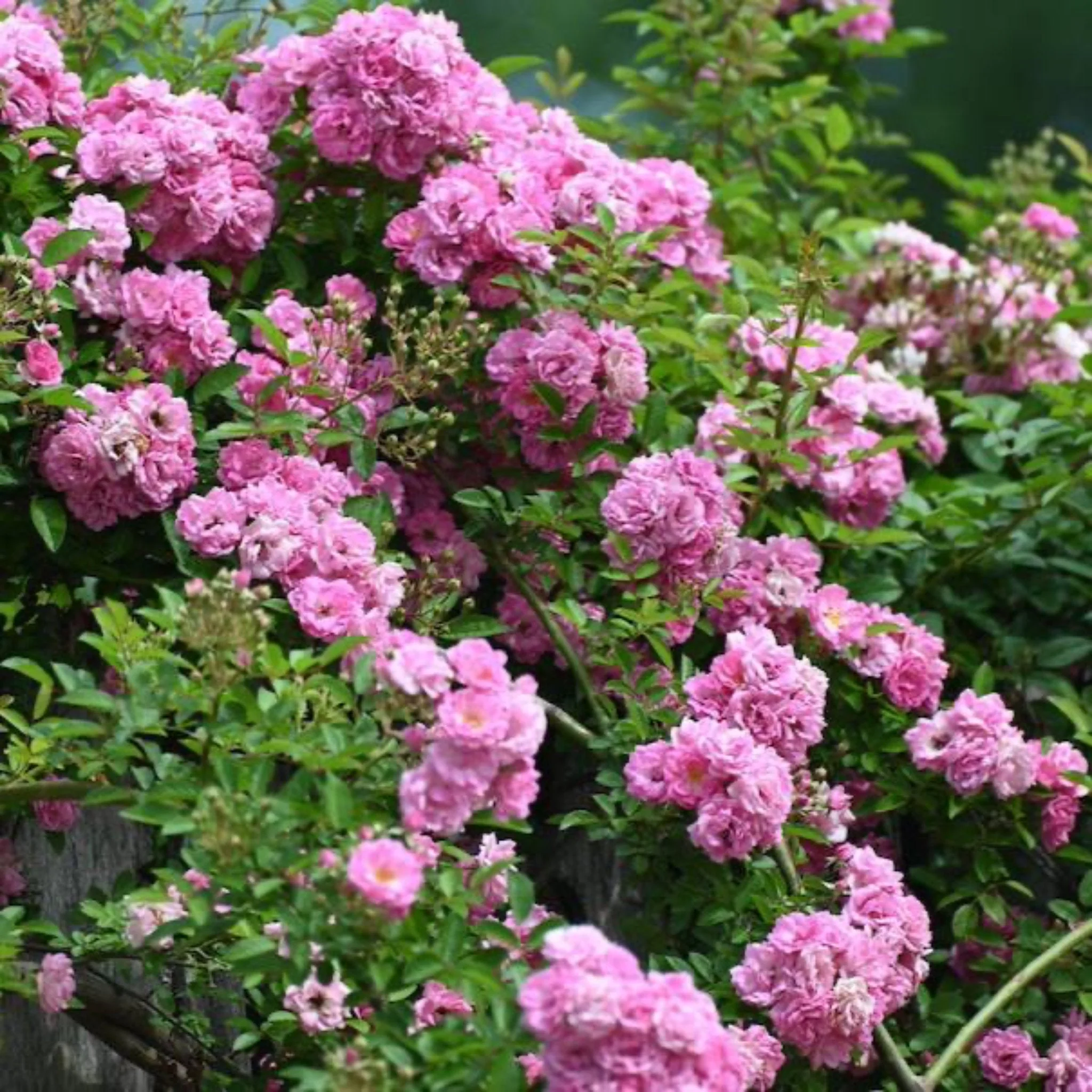 Peggy Martin Climbing Rose - Image 3