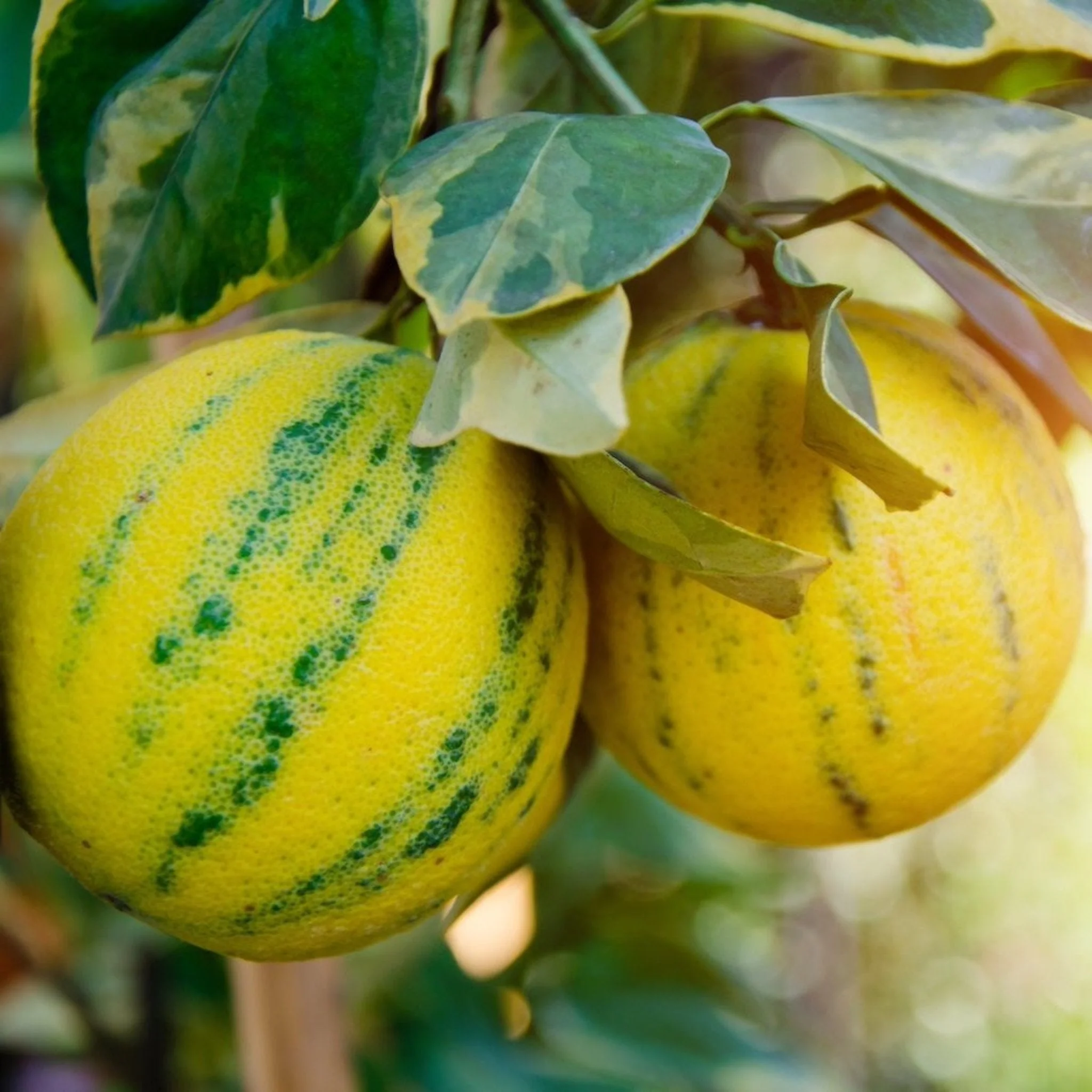 Pink Variegated Eureka Lemon Tree