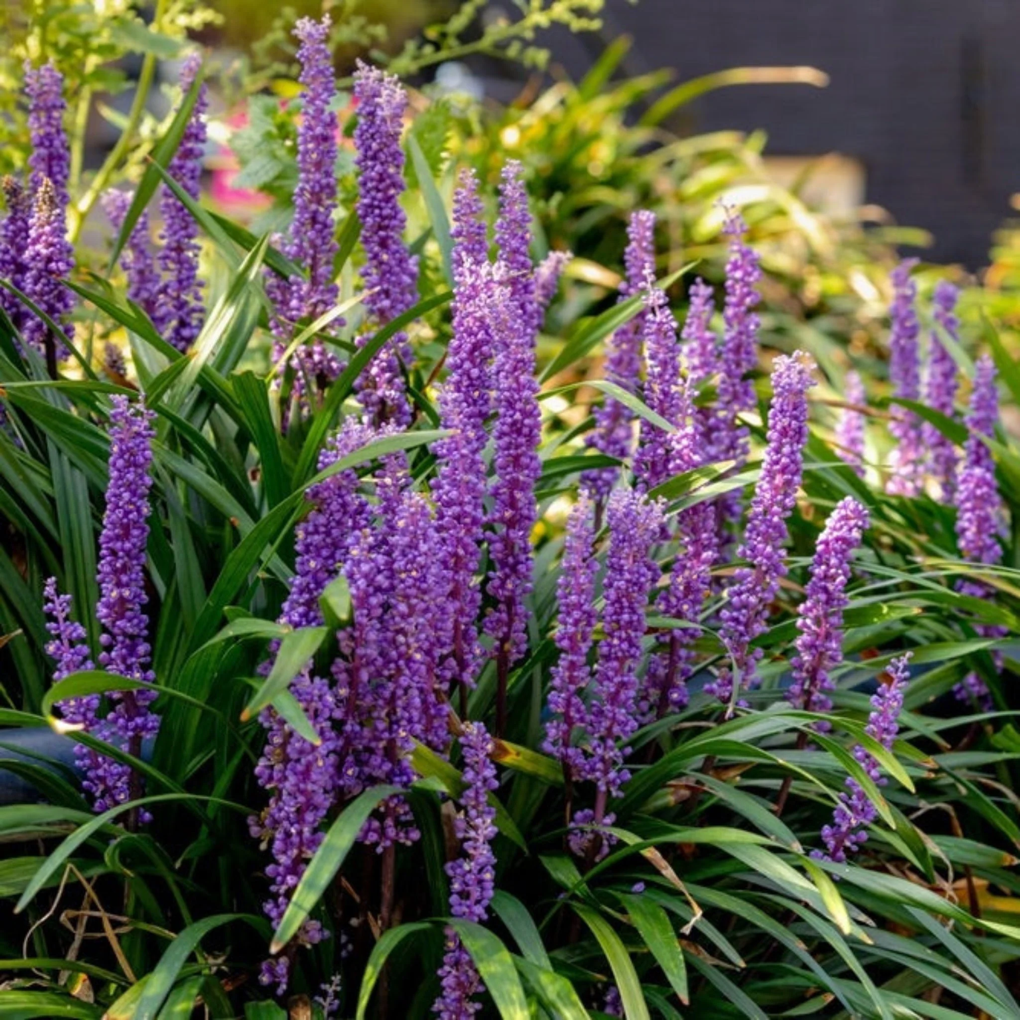 Purple Explosion™ Lilyturf