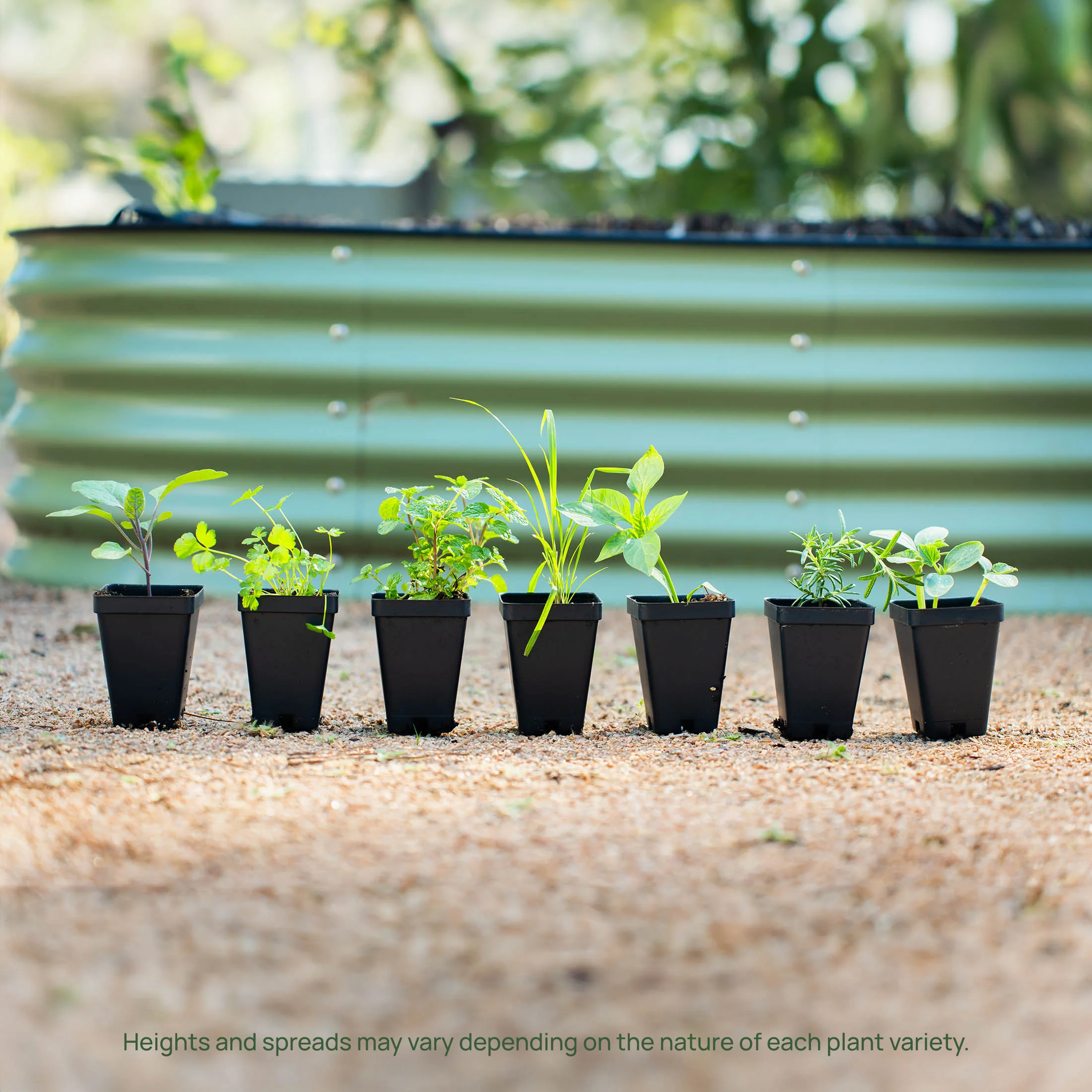 Kitchen Minis™ Quick Snack Cucumber Seedling - Image 7