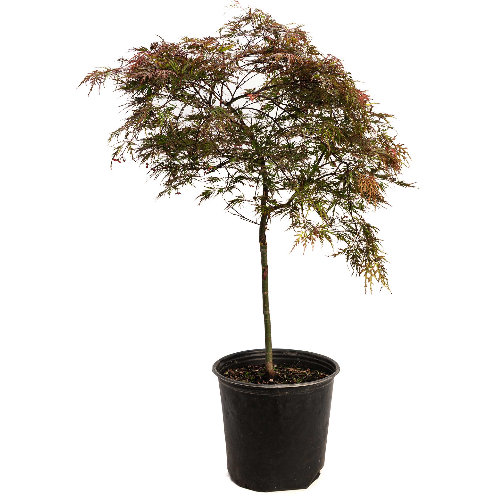 Red Dragon Japanese Maple Tree - Image 3