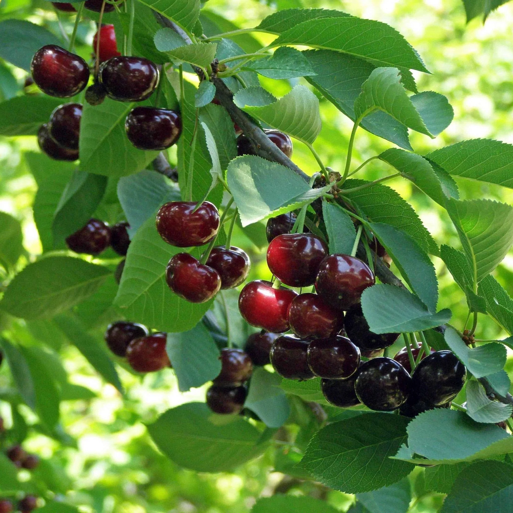Romeo and Juliet Cherry Trees