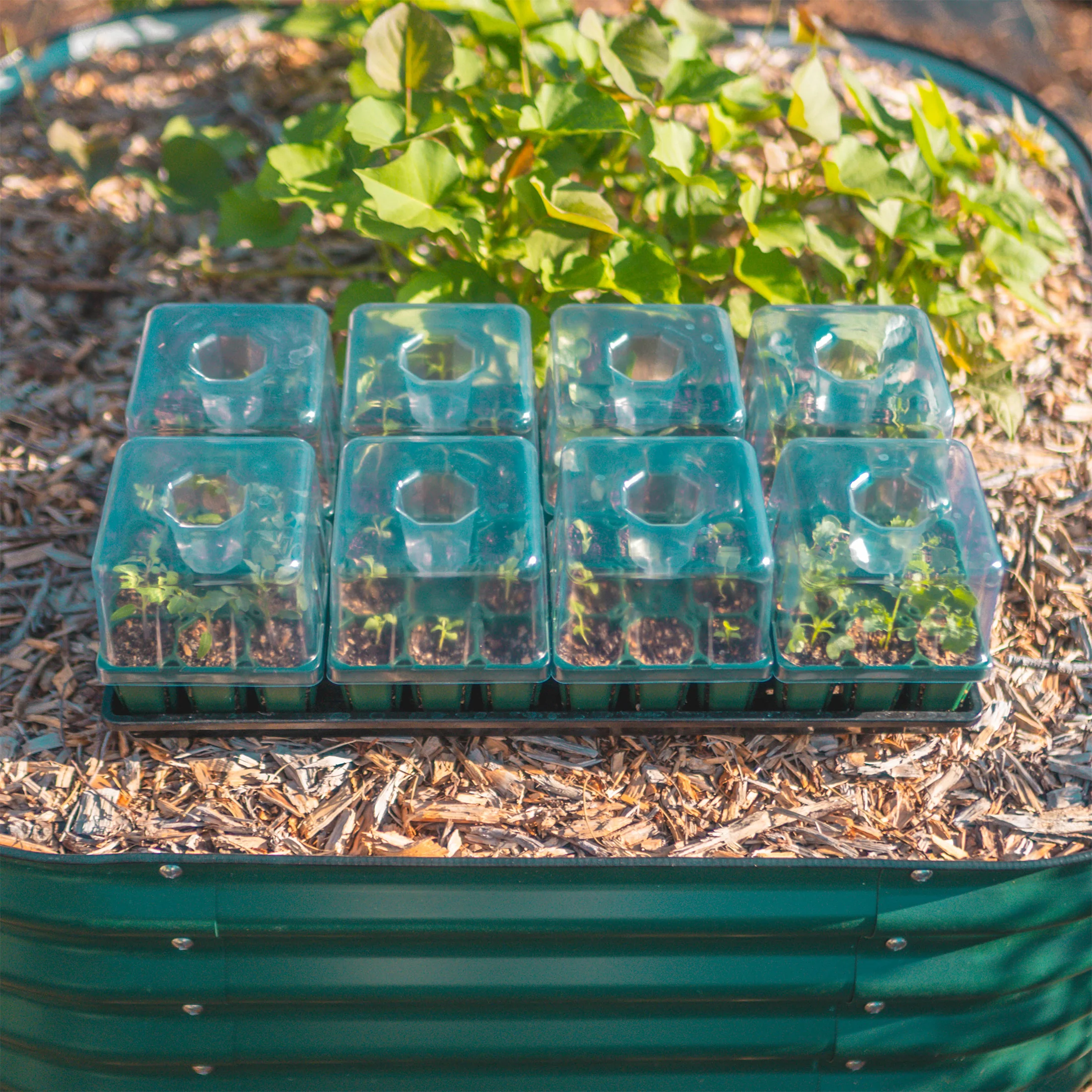 Seedling Drip Humidity Dome - 5" x 5" - Image 4