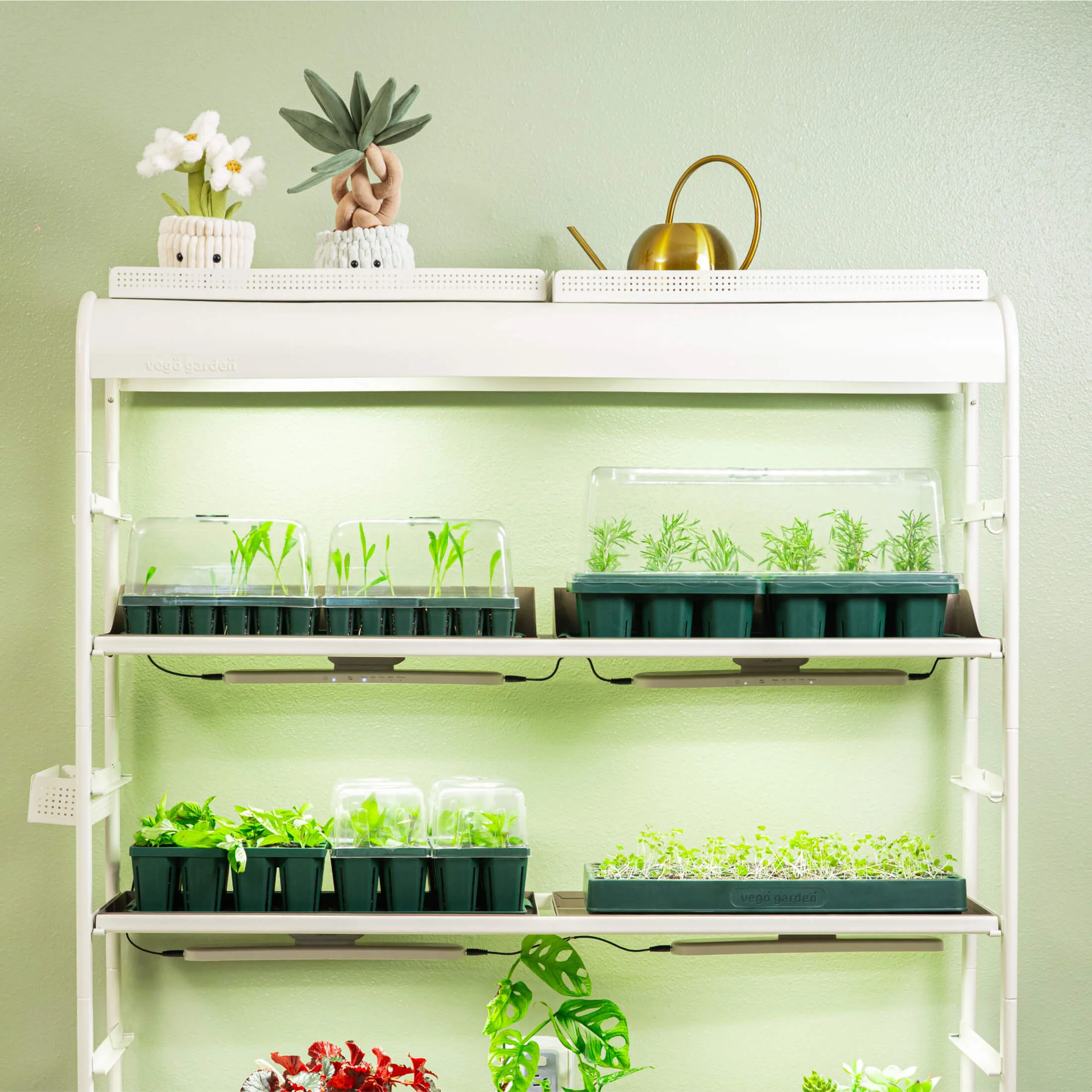 Standard 1020 Germination Cell Bundle - Image 2
