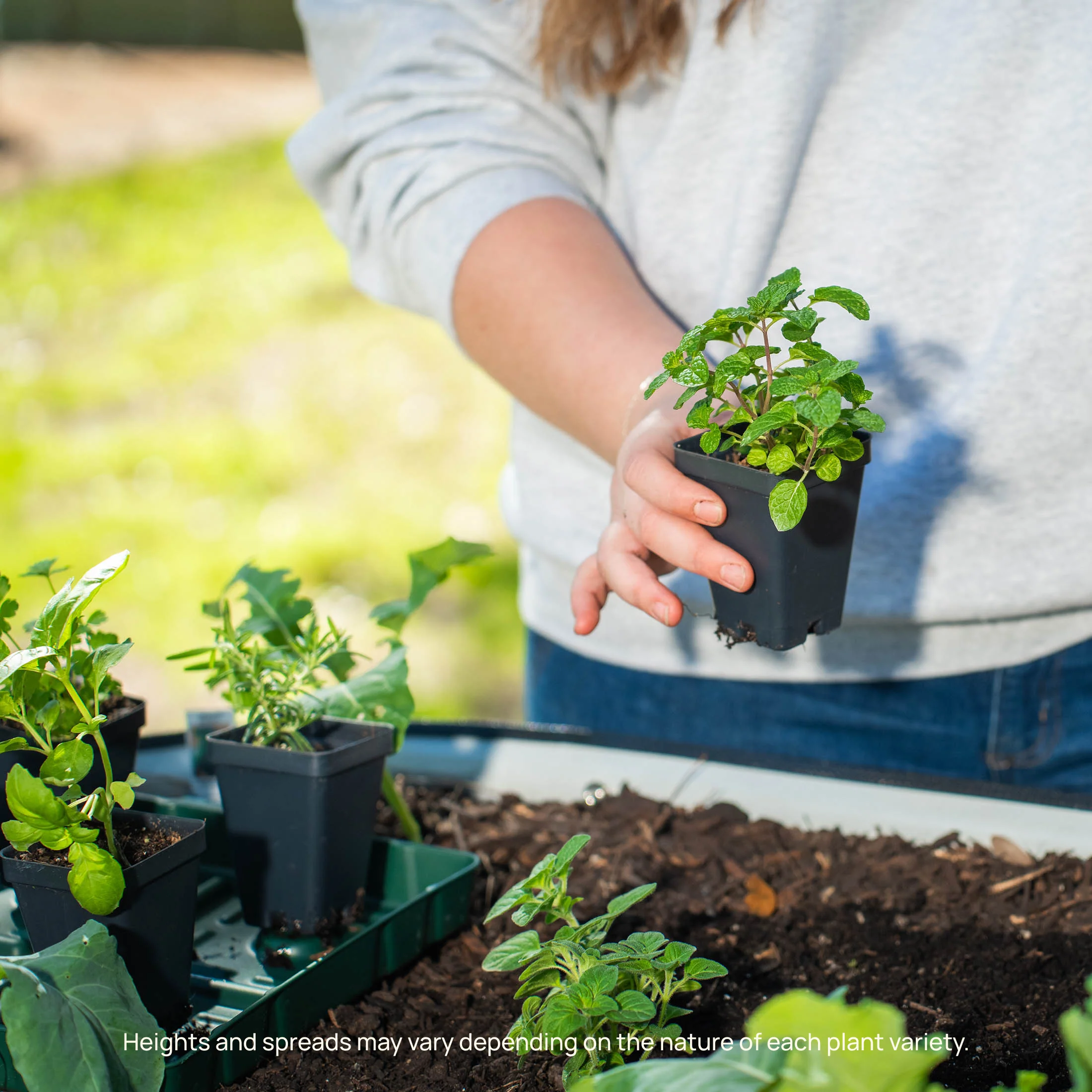 Sungold Tomato Seedling - Image 10